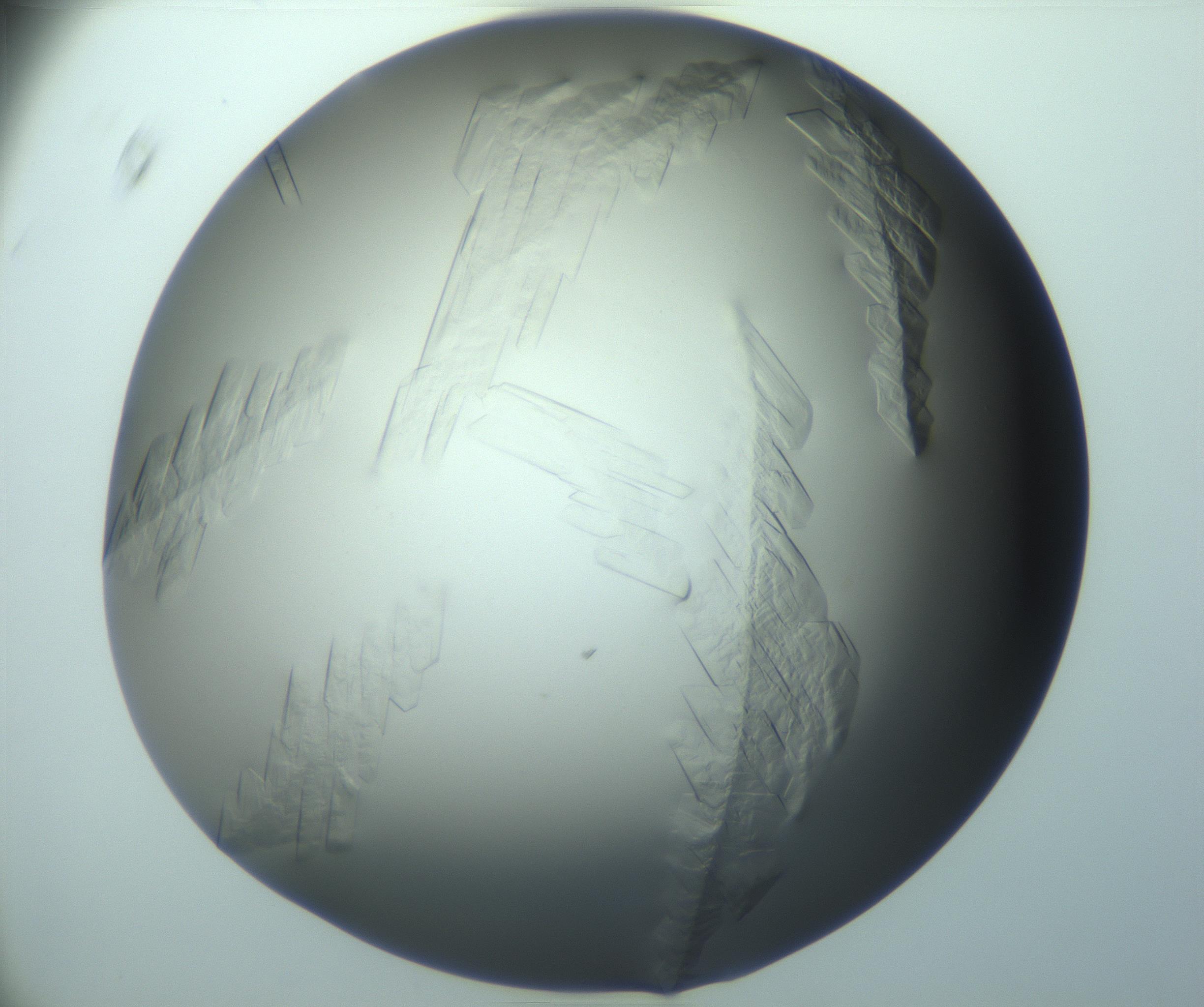 RI01_03_000_0212_Proj1_Clon1_MC_0000MC103242_004_170206_11_08_01_00_99_002_001_RAI.jpg