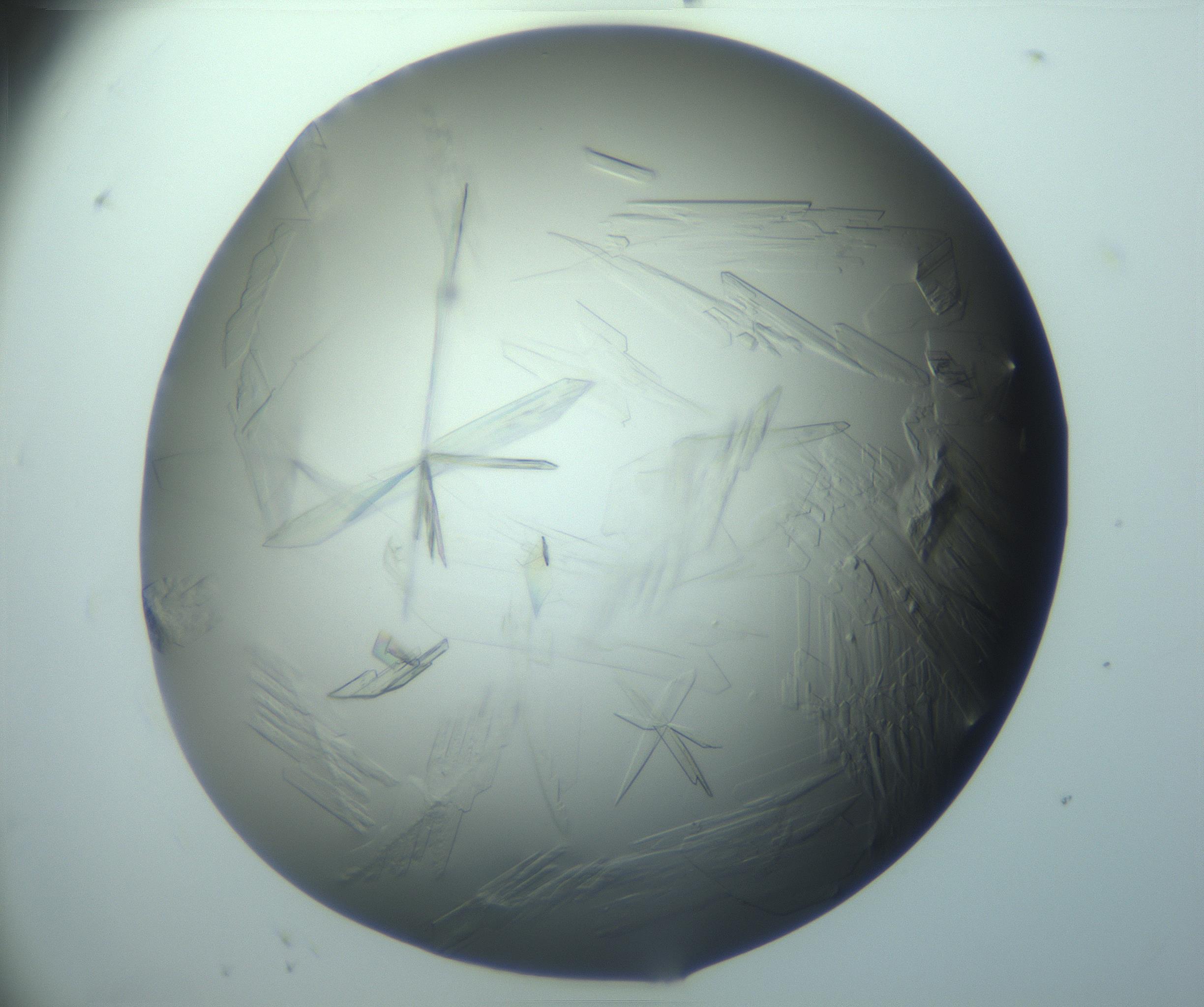 RI01_03_000_0212_Proj1_Clon1_MC_0000MC103242_004_170206_11_08_02_00_99_002_001_RAI.jpg