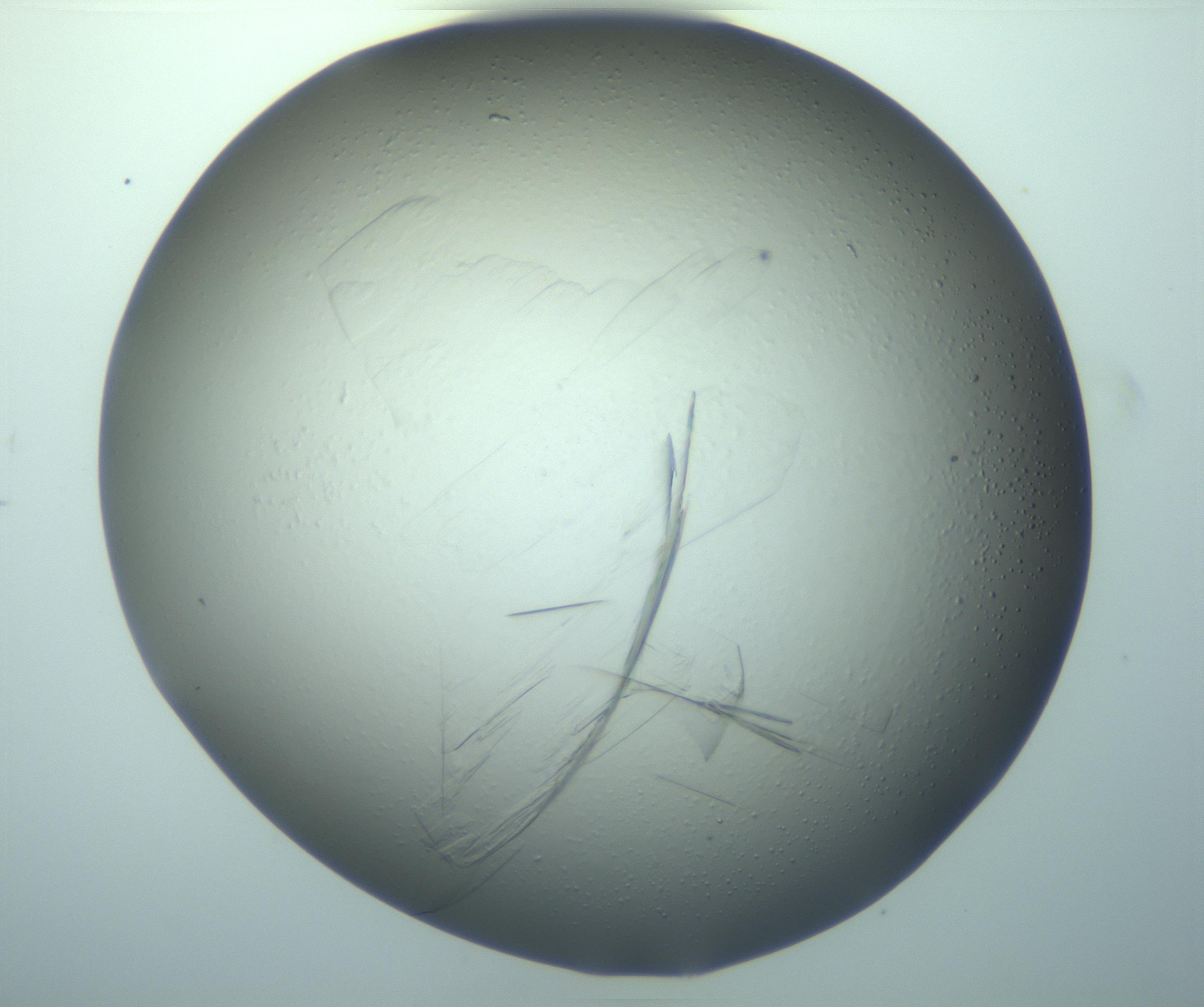 RI01_03_000_0212_Proj1_Clon1_MC_0000MC103242_006_170211_01_03_02_00_99_002_001_RAI.jpg