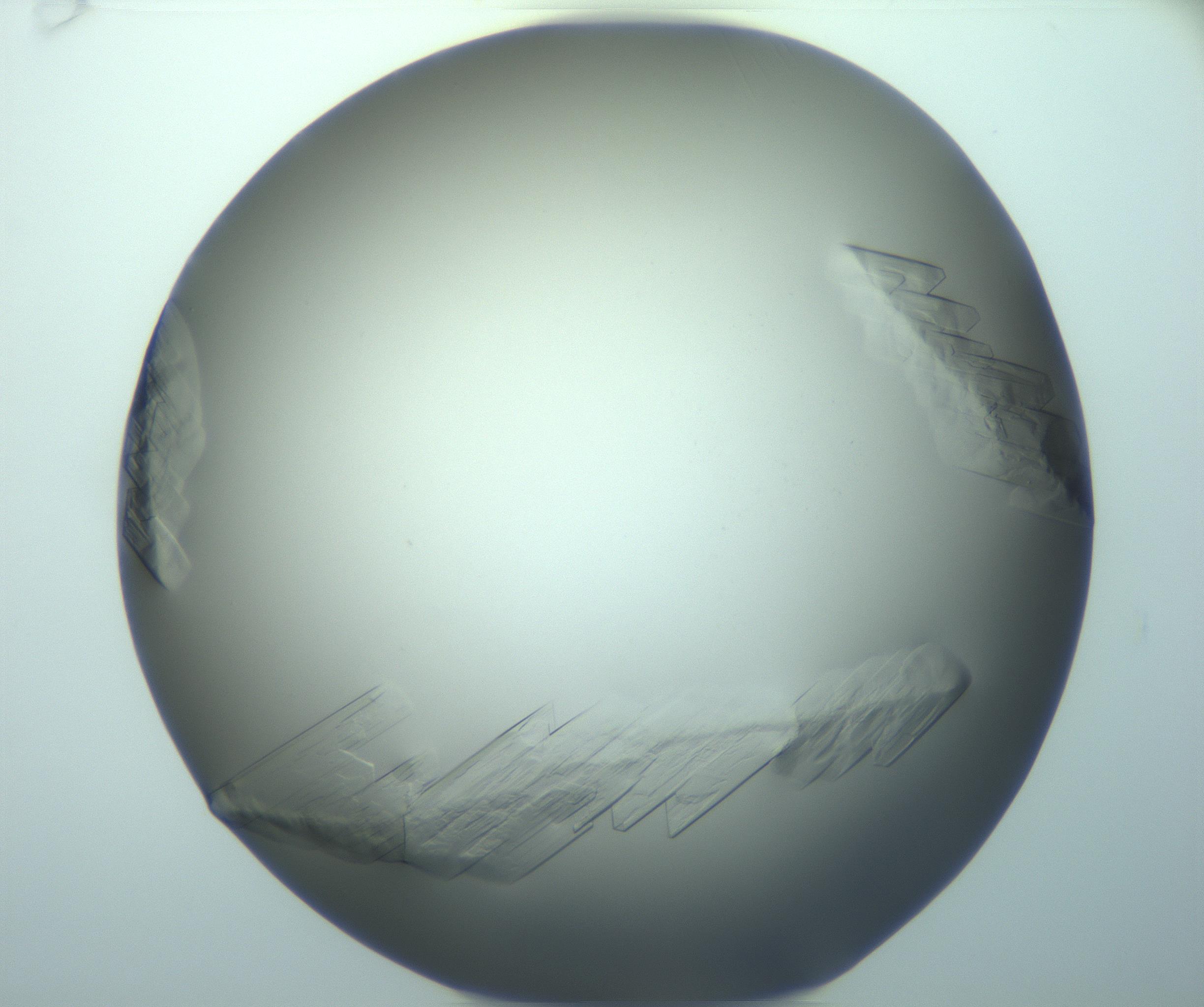 RI01_03_000_0212_Proj1_Clon1_MC_0000MC103242_006_170211_06_06_01_00_99_002_001_RAI.jpg