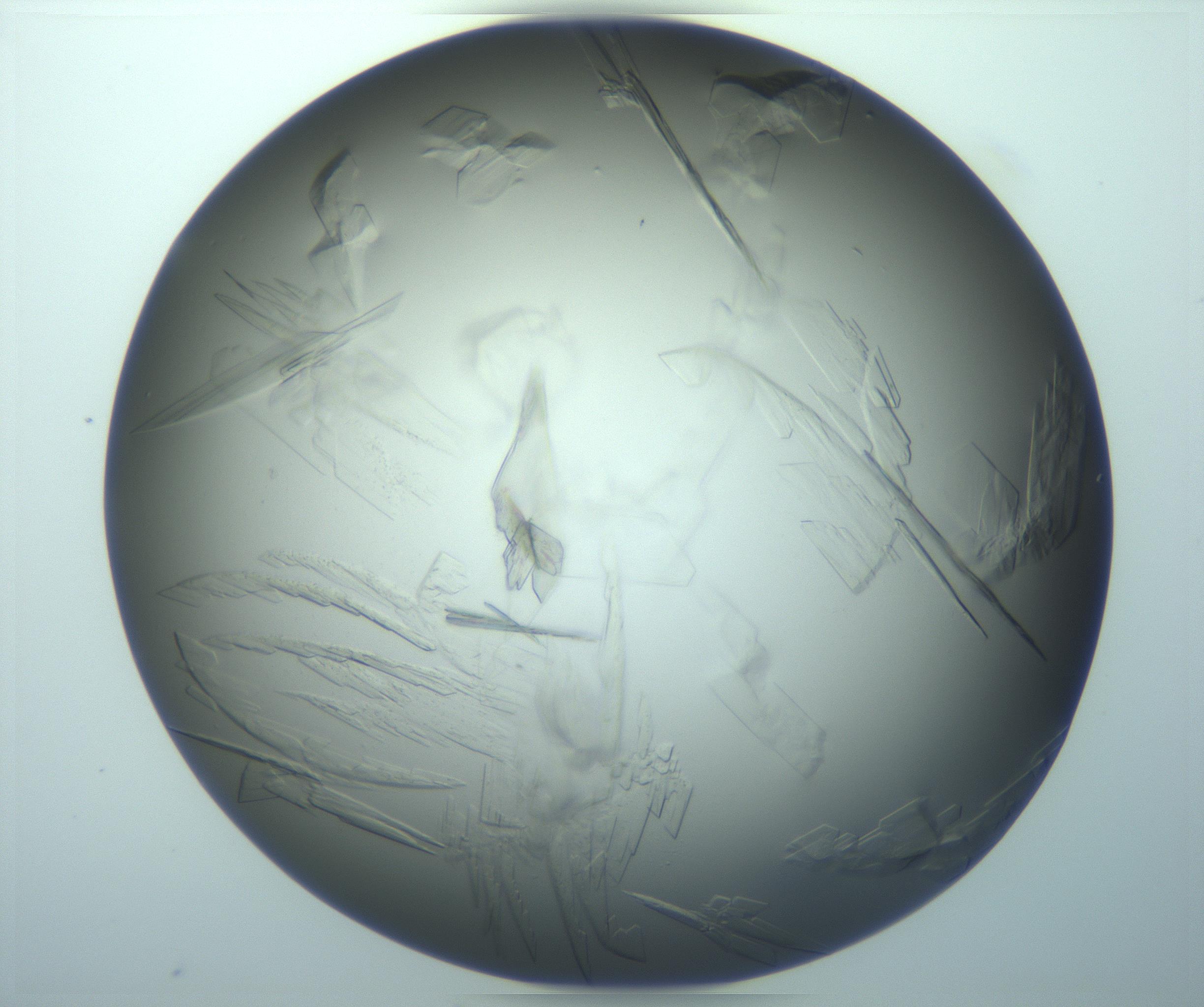 RI01_03_000_0212_Proj1_Clon1_MC_0000MC103243_004_170206_03_01_02_00_99_002_001_RAI.jpg