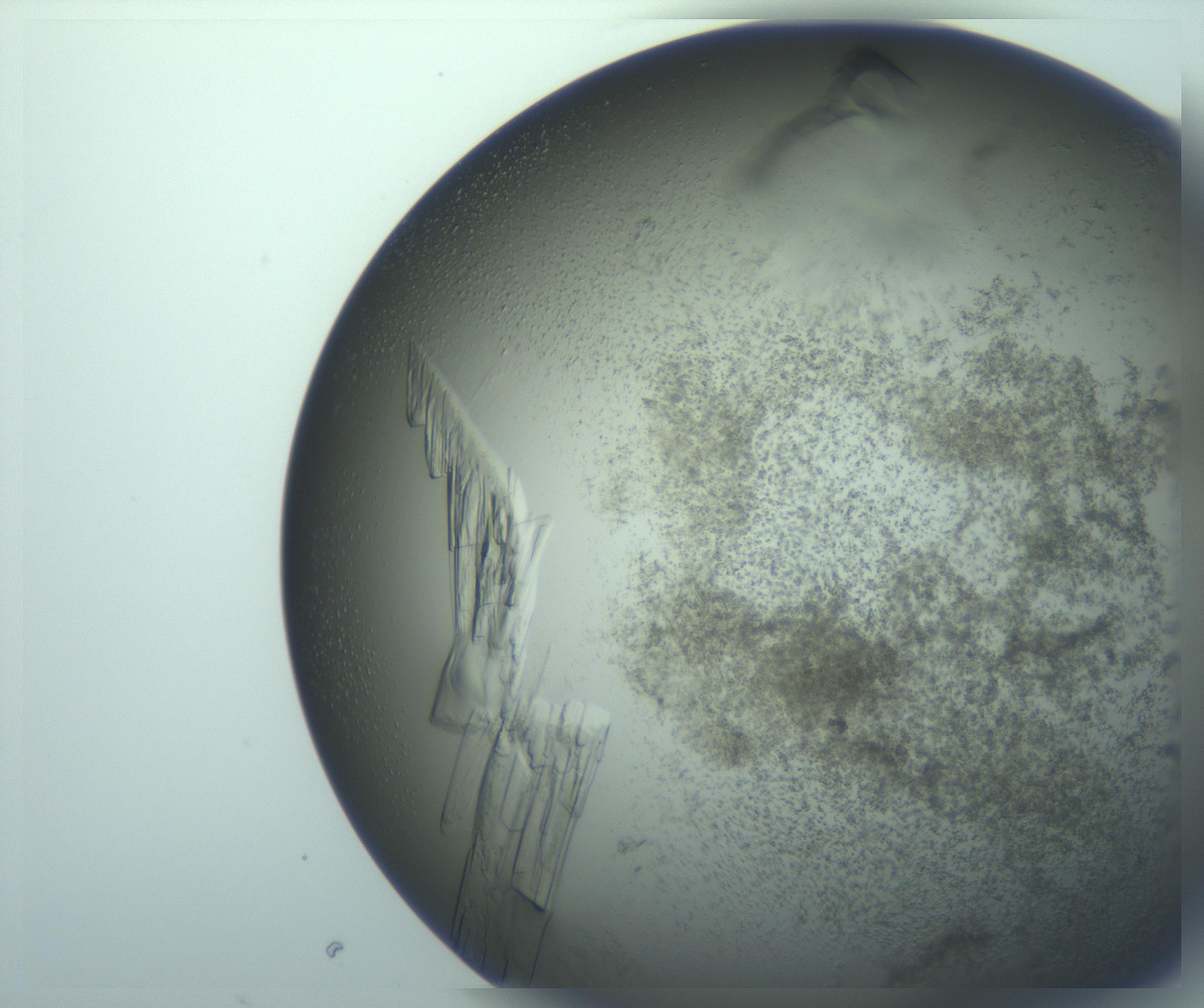 RI01_03_000_0212_Proj1_Clon1_MC_0000MC103243_004_170206_03_06_02_00_99_002_001_RAI.jpg