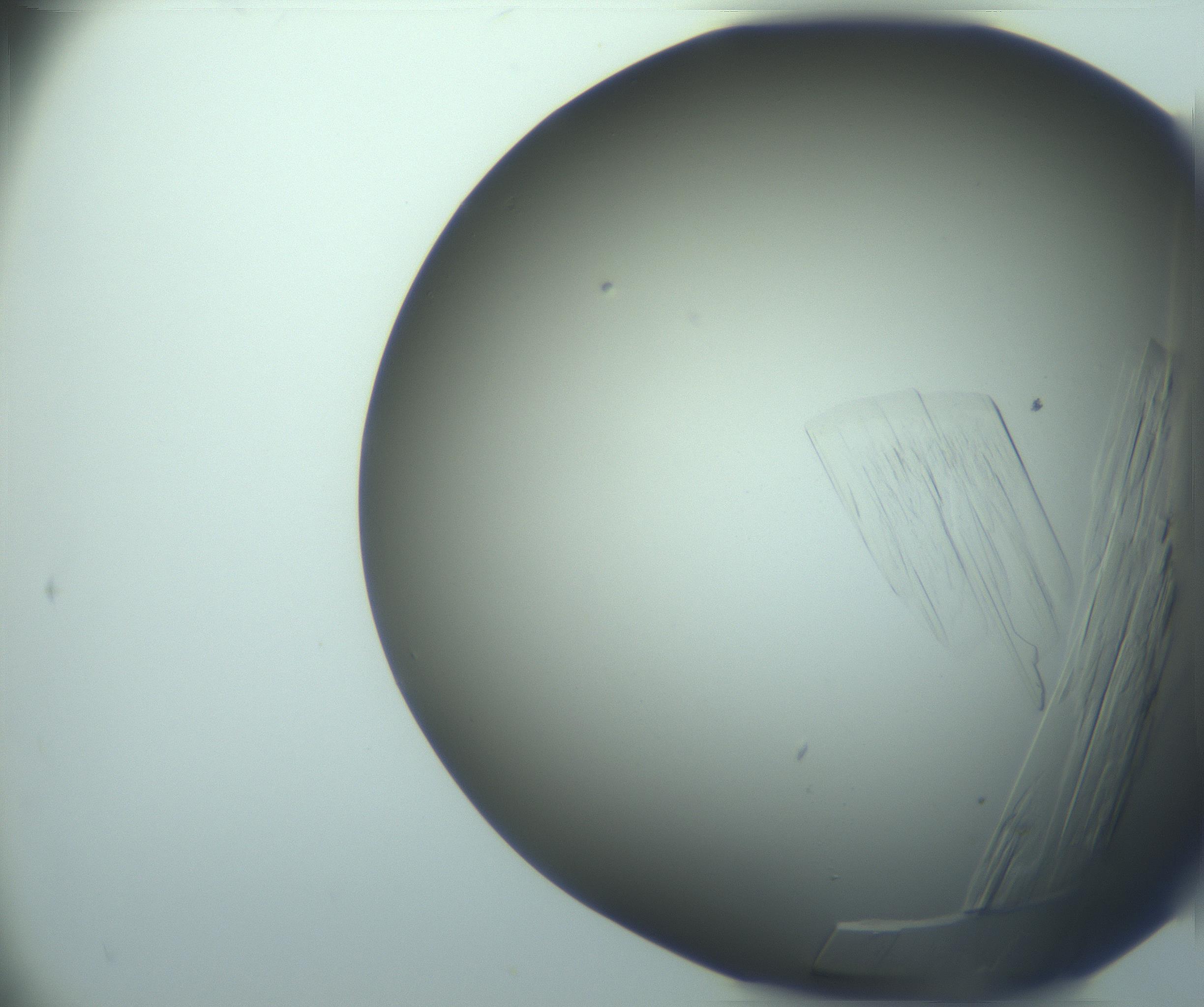 RI01_03_000_0212_Proj1_Clon1_MC_0000MC103243_004_170206_04_02_02_00_99_002_001_RAI.jpg
