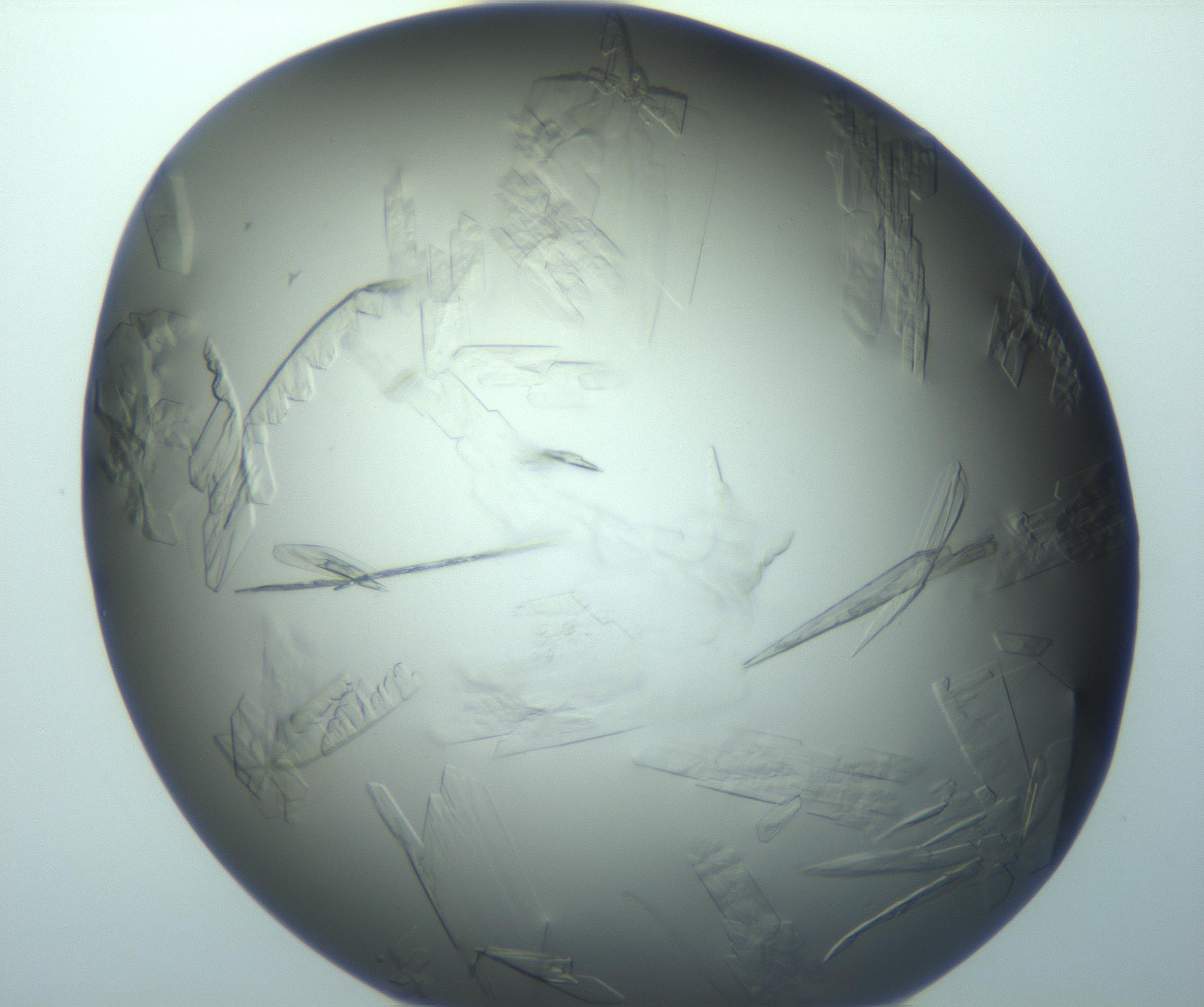 RI01_03_000_0212_Proj1_Clon1_MC_0000MC103243_004_170206_04_03_01_00_99_002_001_RAI.jpg