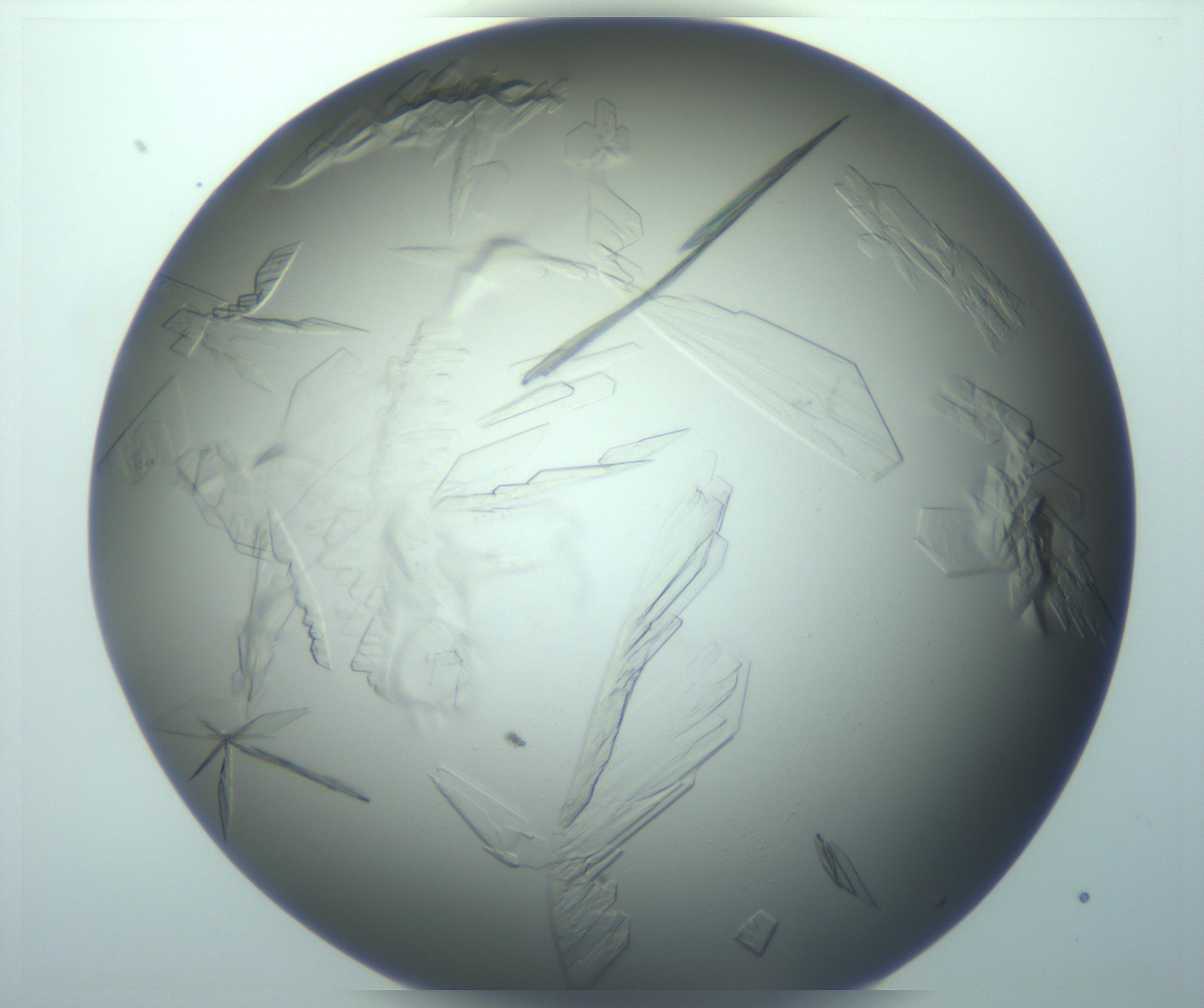 RI01_03_000_0212_Proj1_Clon1_MC_0000MC103243_004_170206_04_03_02_00_99_002_001_RAI.jpg