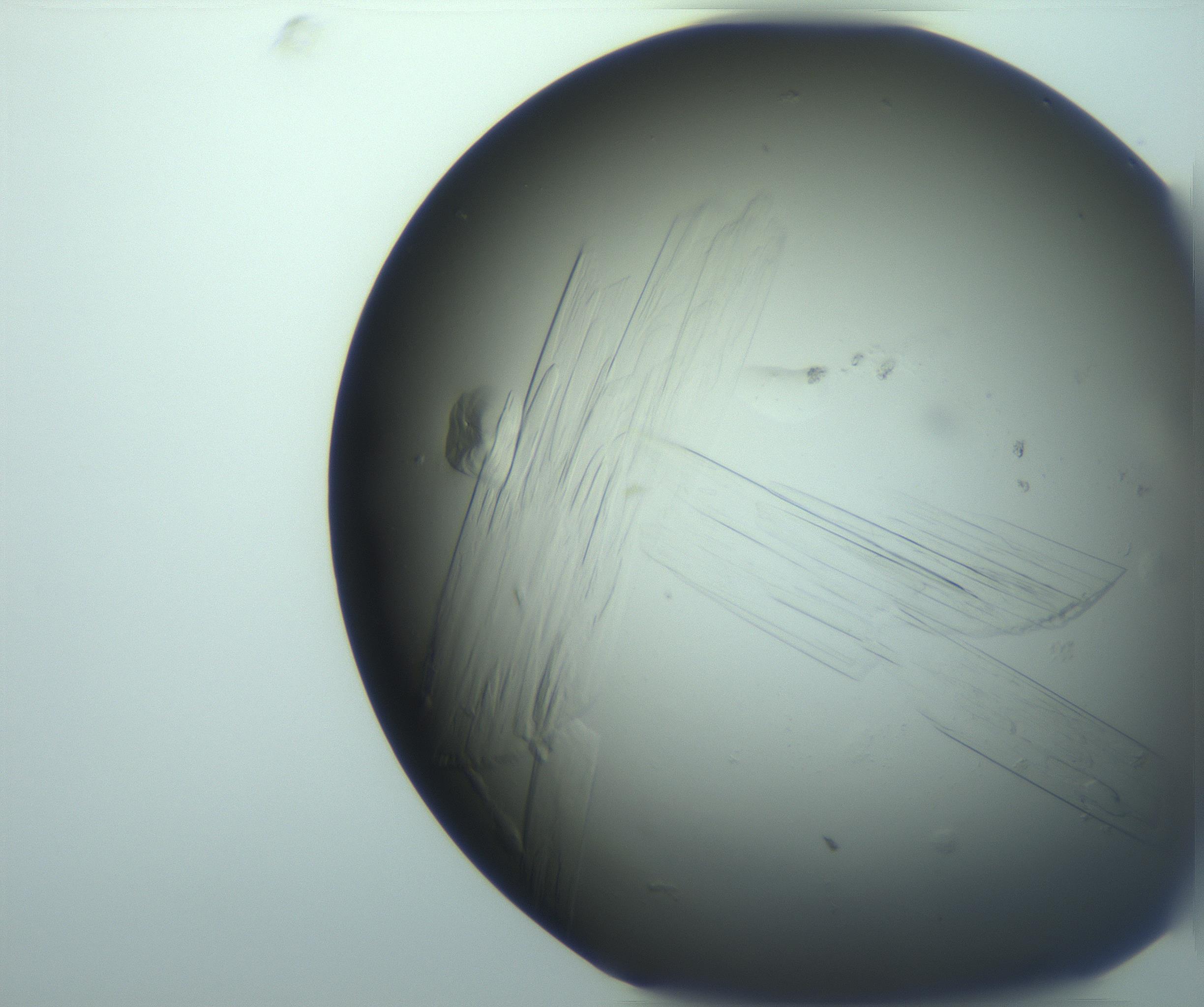 RI01_03_000_0212_Proj1_Clon1_MC_0000MC103243_004_170206_05_06_02_00_99_002_001_RAI.jpg