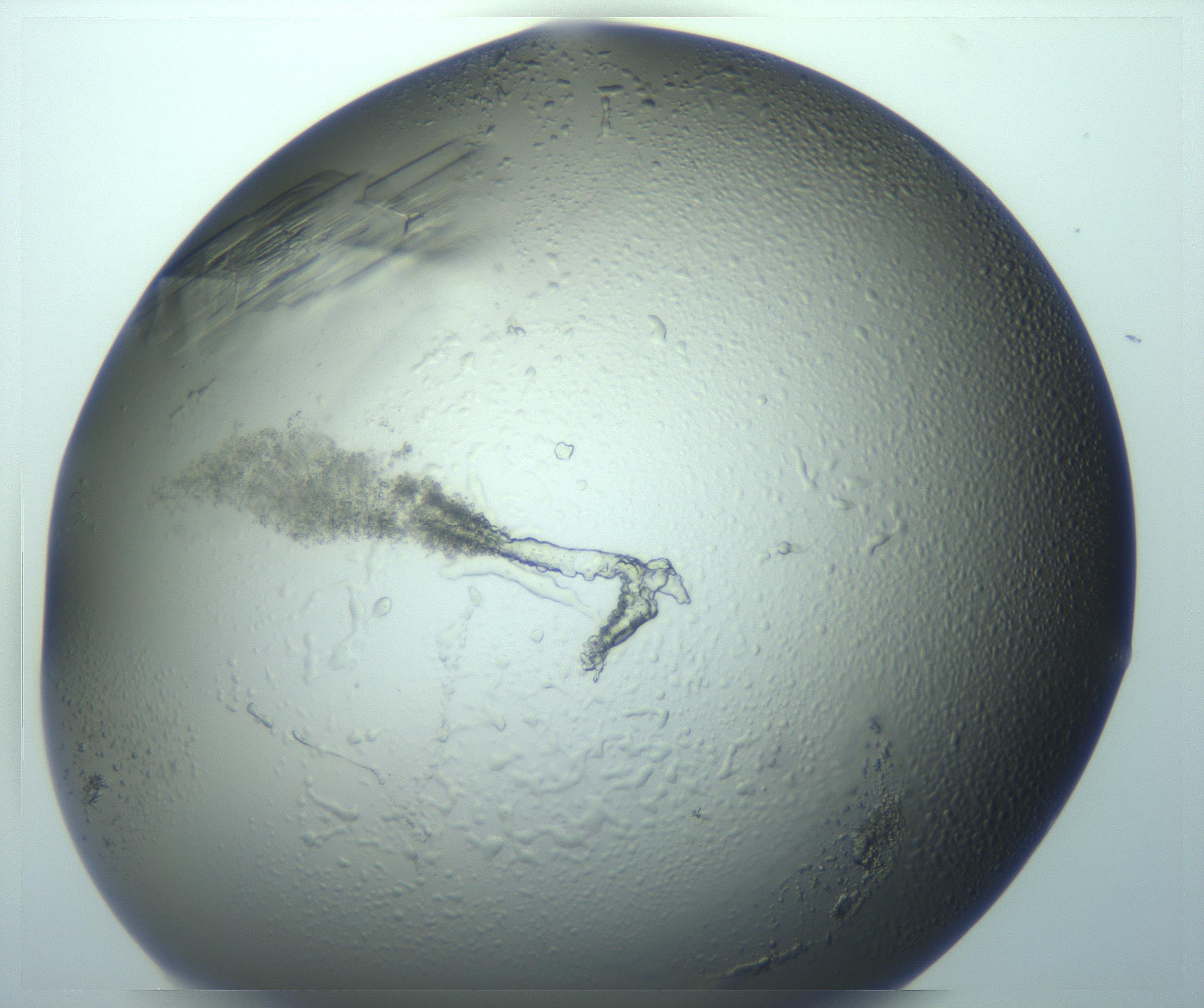 RI01_03_000_0212_Proj1_Clon1_MC_0000MC103243_004_170206_05_08_02_00_99_002_001_RAI.jpg