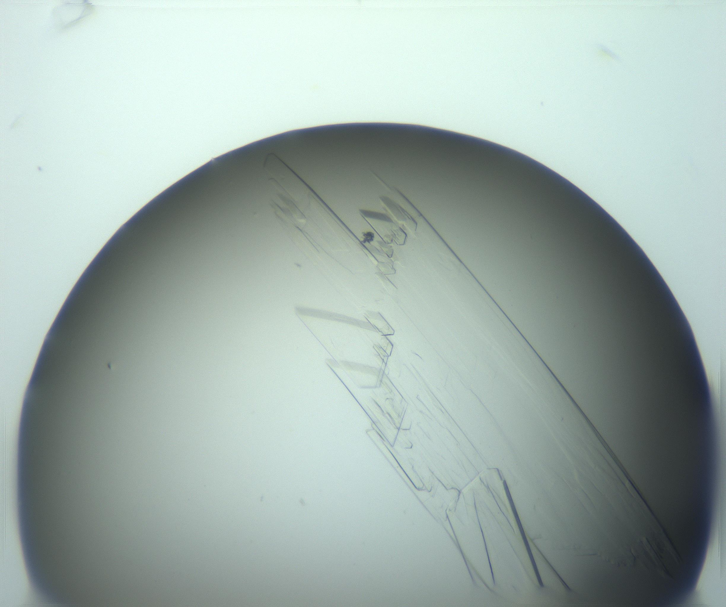 RI01_03_000_0212_Proj1_Clon1_MC_0000MC103243_004_170206_06_06_01_00_99_002_001_RAI.jpg