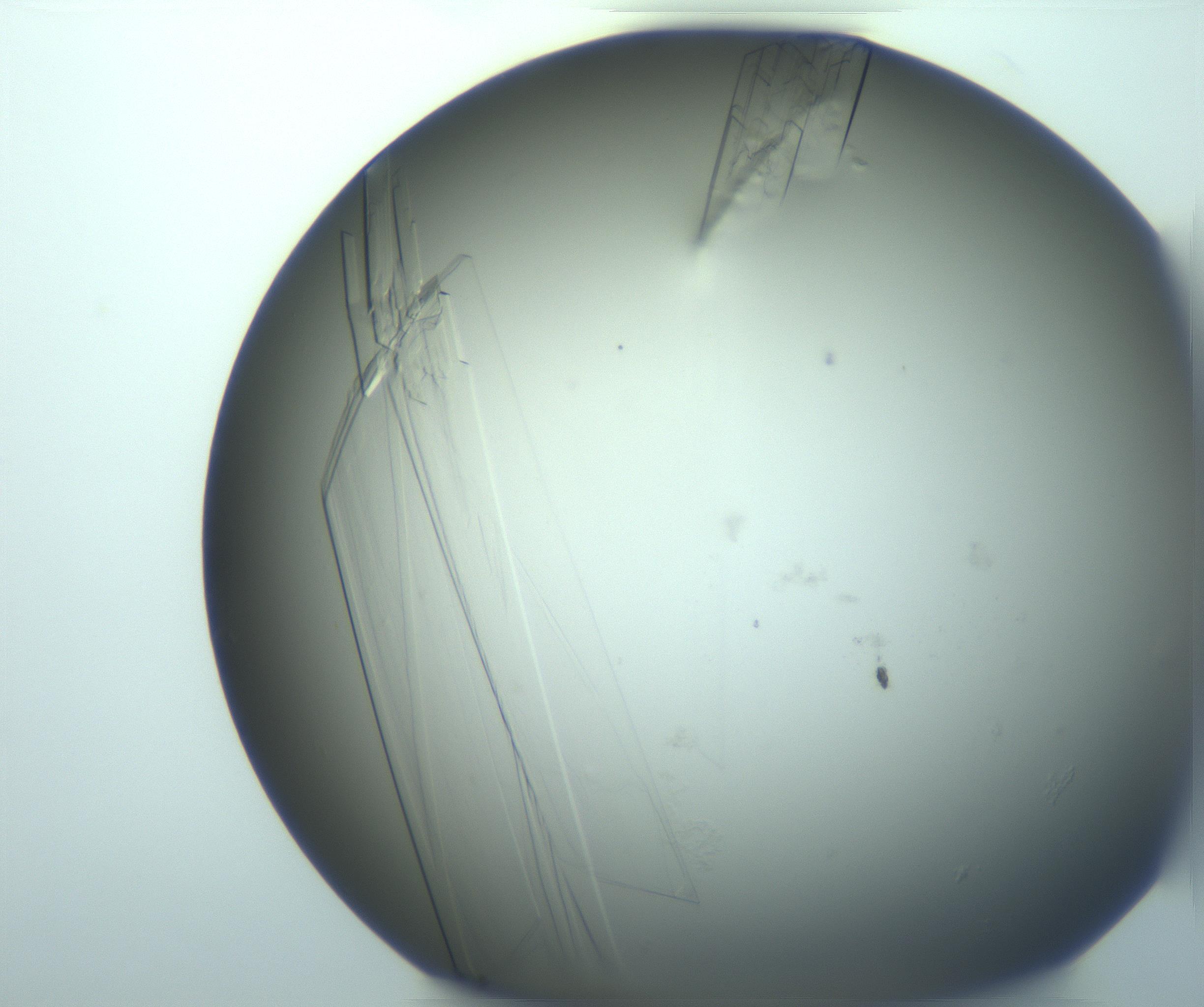 RI01_03_000_0212_Proj1_Clon1_MC_0000MC103243_004_170206_06_06_02_00_99_002_001_RAI.jpg