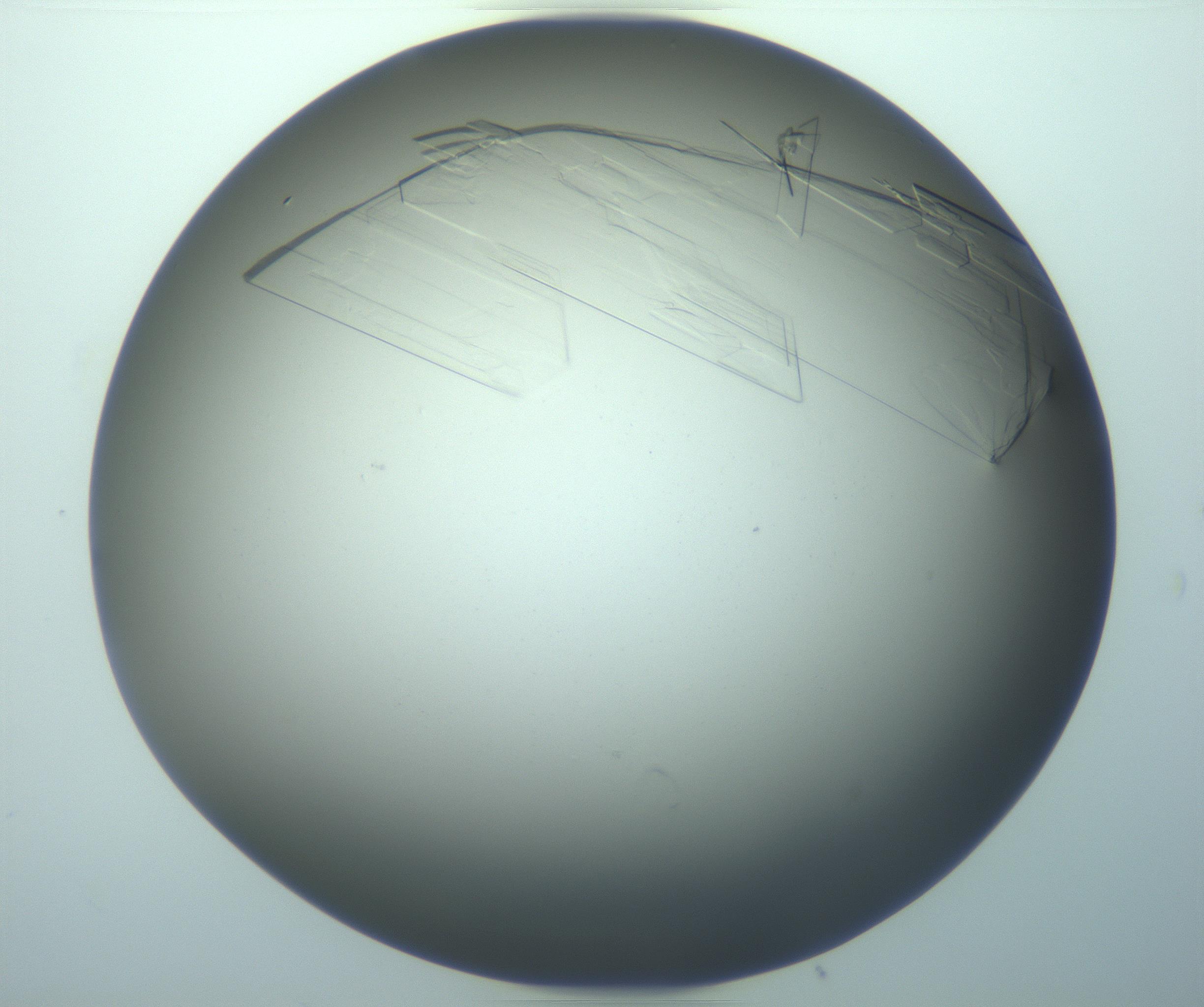 RI01_03_000_0212_Proj1_Clon1_MC_0000MC103243_004_170206_07_01_02_00_99_002_001_RAI.jpg