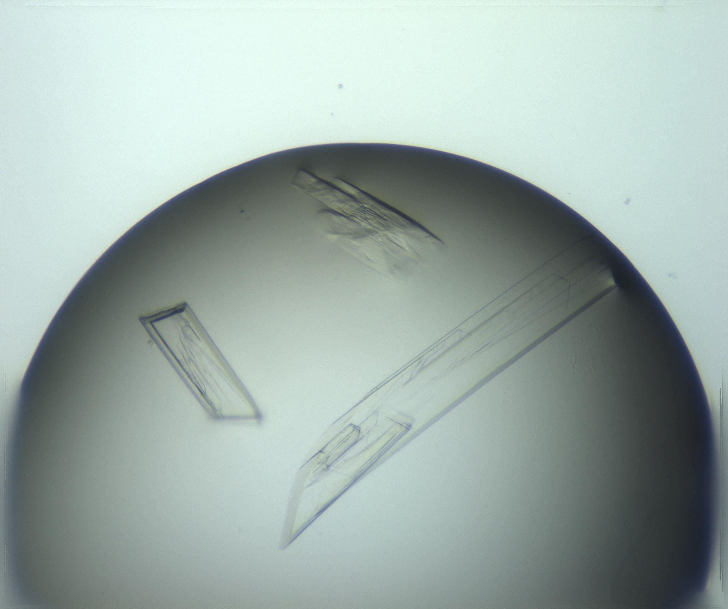 RI01_03_000_0212_Proj1_Clon1_MC_0000MC103243_004_170206_07_06_01_00_99_002_001_RAI.jpg