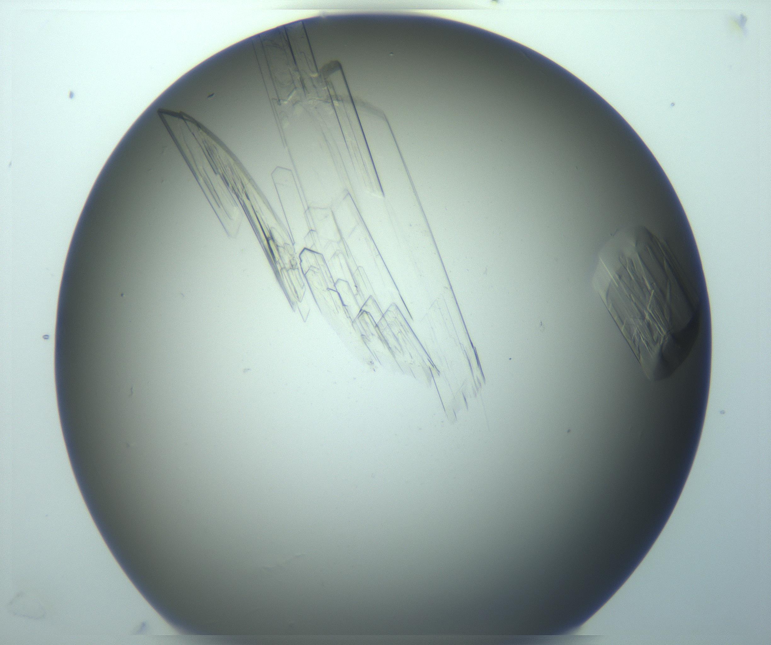 RI01_03_000_0212_Proj1_Clon1_MC_0000MC103243_004_170206_07_06_02_00_99_002_001_RAI.jpg