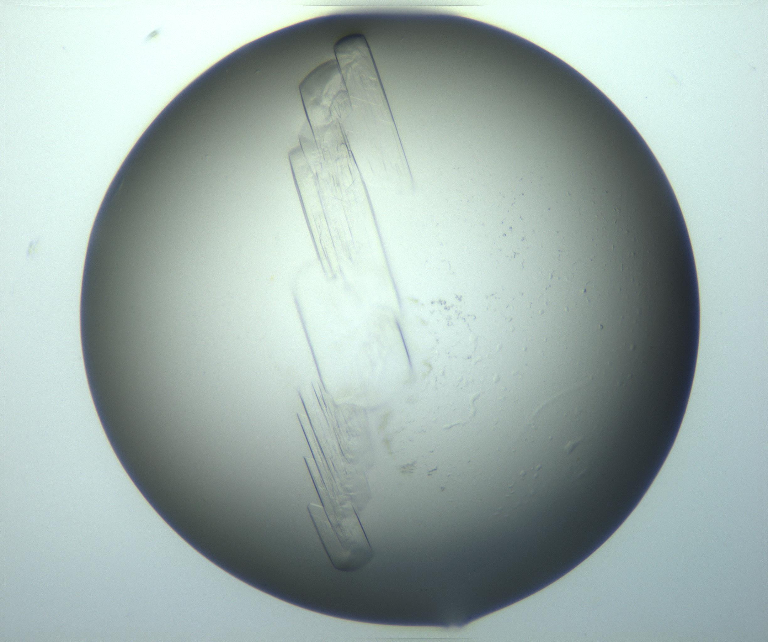 RI01_03_000_0212_Proj1_Clon1_MC_0000MC103243_004_170206_08_01_02_00_99_002_001_RAI.jpg