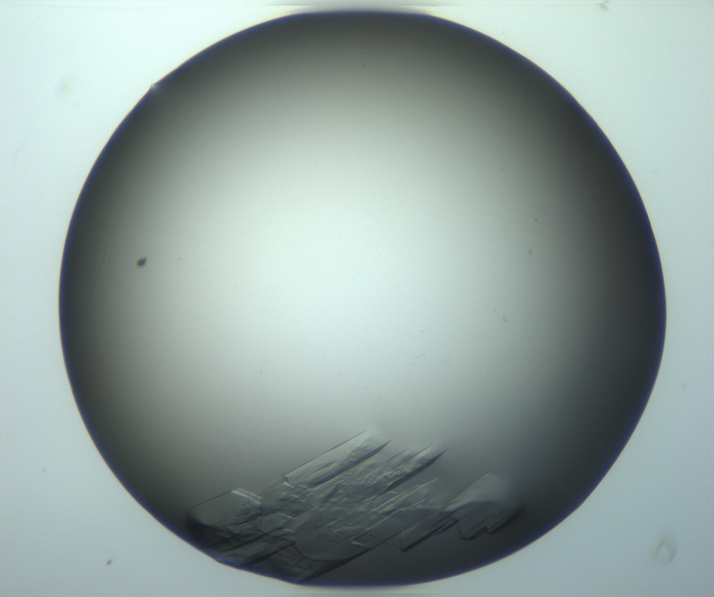 RI01_03_000_0212_Proj1_Clon1_MC_0000MC103243_004_170206_09_07_01_00_99_002_001_RAI.jpg