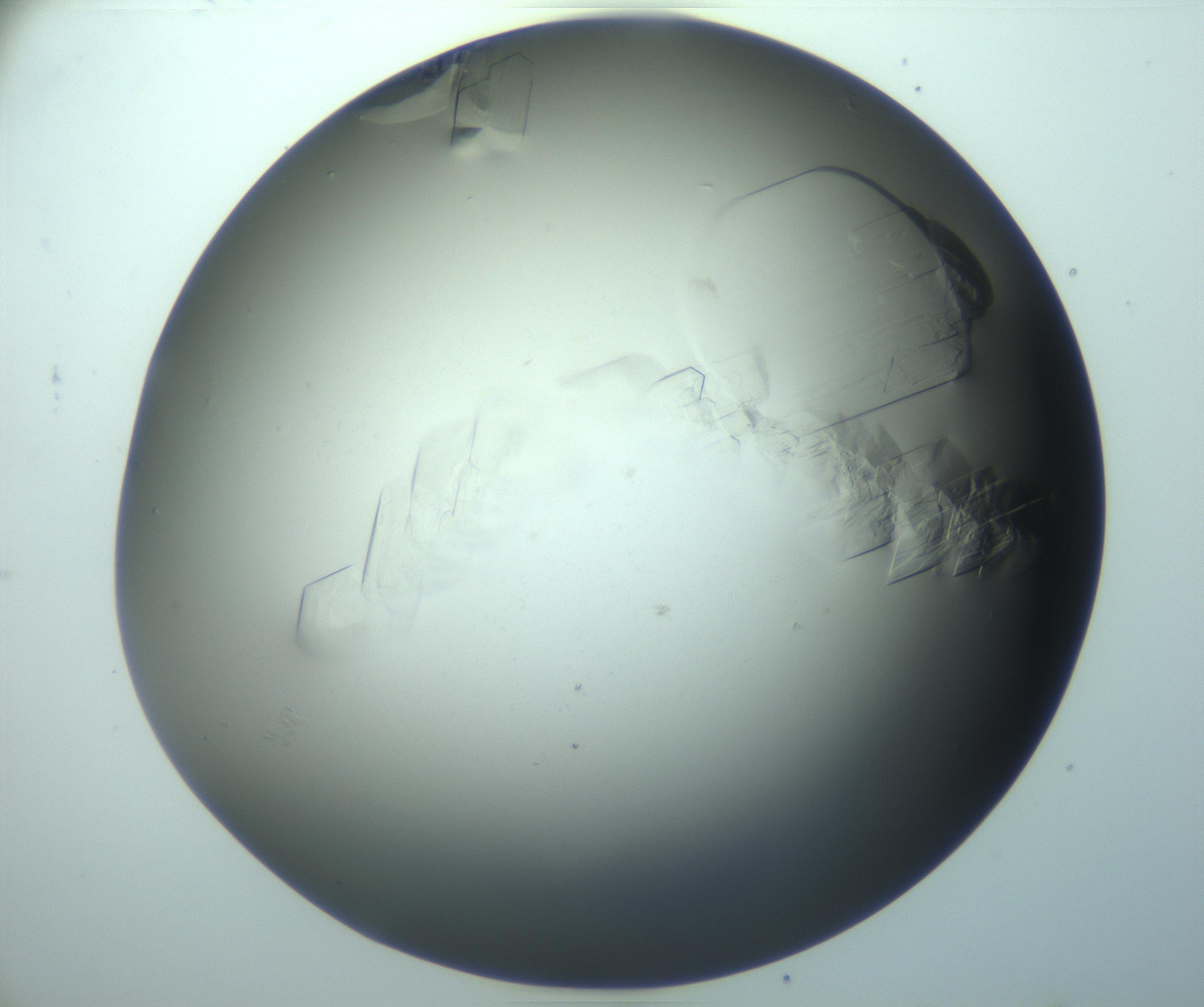 RI01_03_000_0212_Proj1_Clon1_MC_0000MC103243_004_170206_09_07_02_00_99_002_001_RAI.jpg
