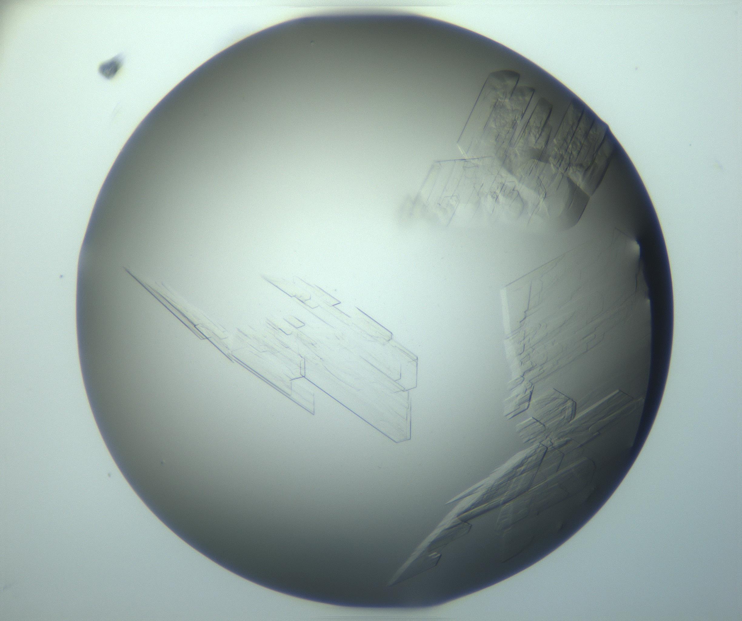 RI01_03_000_0212_Proj1_Clon1_MC_0000MC103243_004_170206_10_05_02_00_99_002_001_RAI.jpg