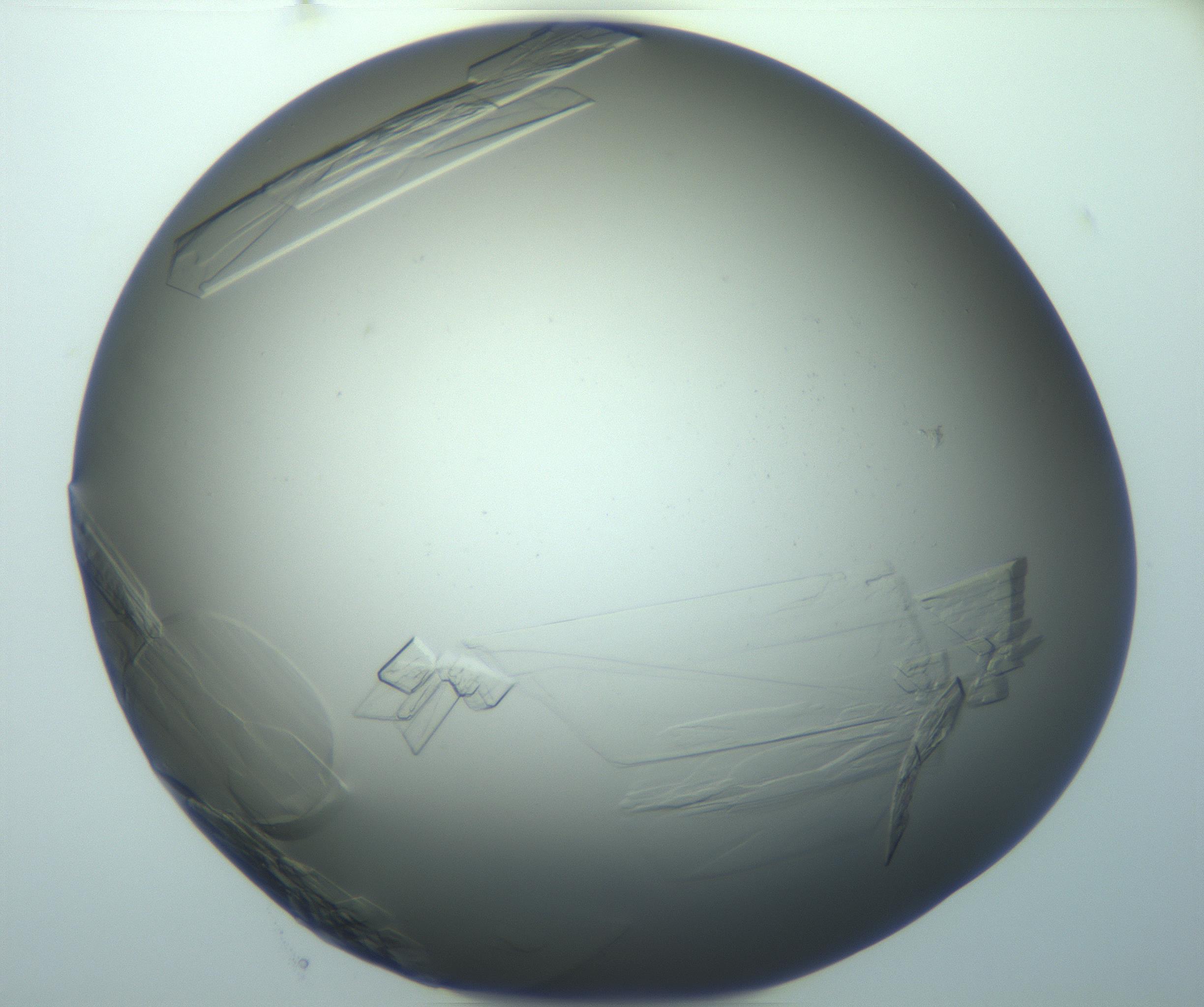 RI01_03_000_0212_Proj1_Clon1_MC_0000MC103243_004_170206_11_08_01_00_99_002_001_RAI.jpg