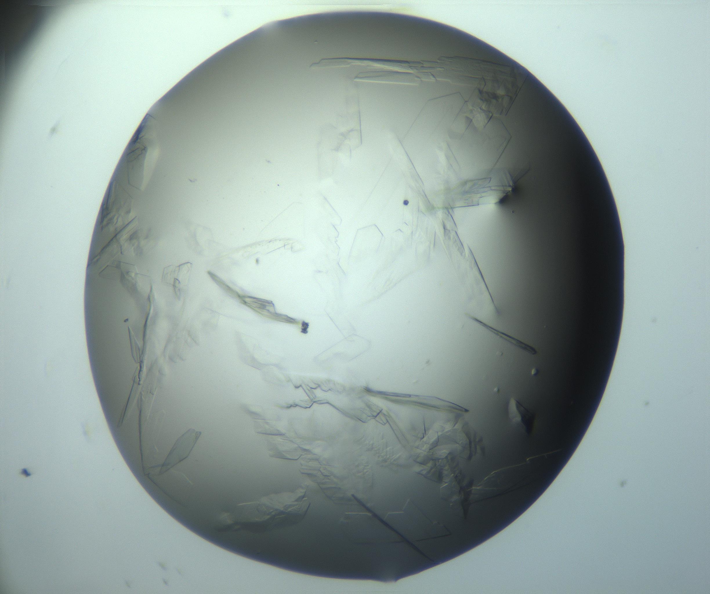 RI01_03_000_0212_Proj1_Clon1_MC_0000MC103243_004_170206_11_08_02_00_99_002_001_RAI.jpg