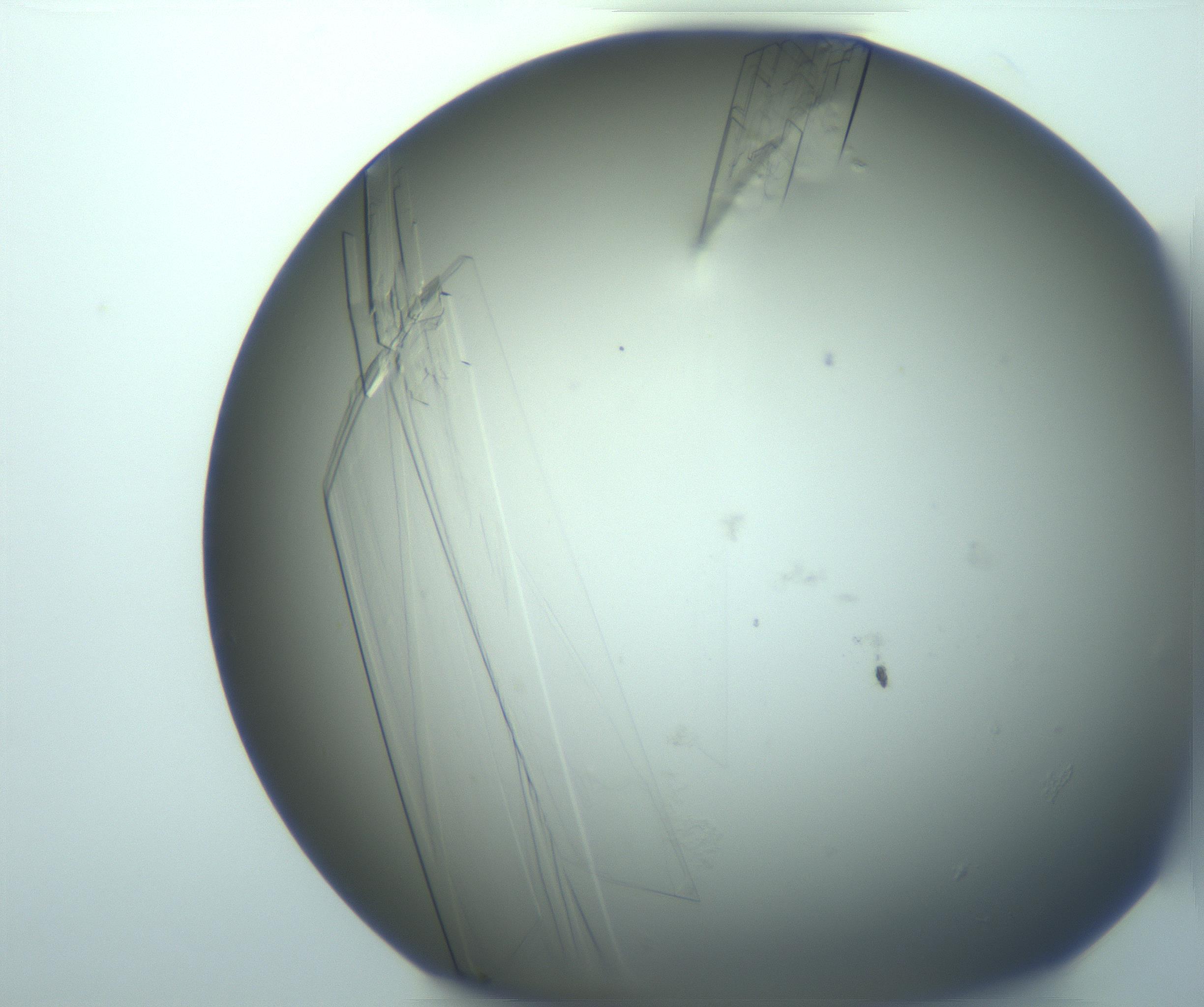 RI01_03_000_0212_Proj1_Clon1_MC_0000MC103243_005_170208_06_06_02_00_99_002_001_RAI.jpg