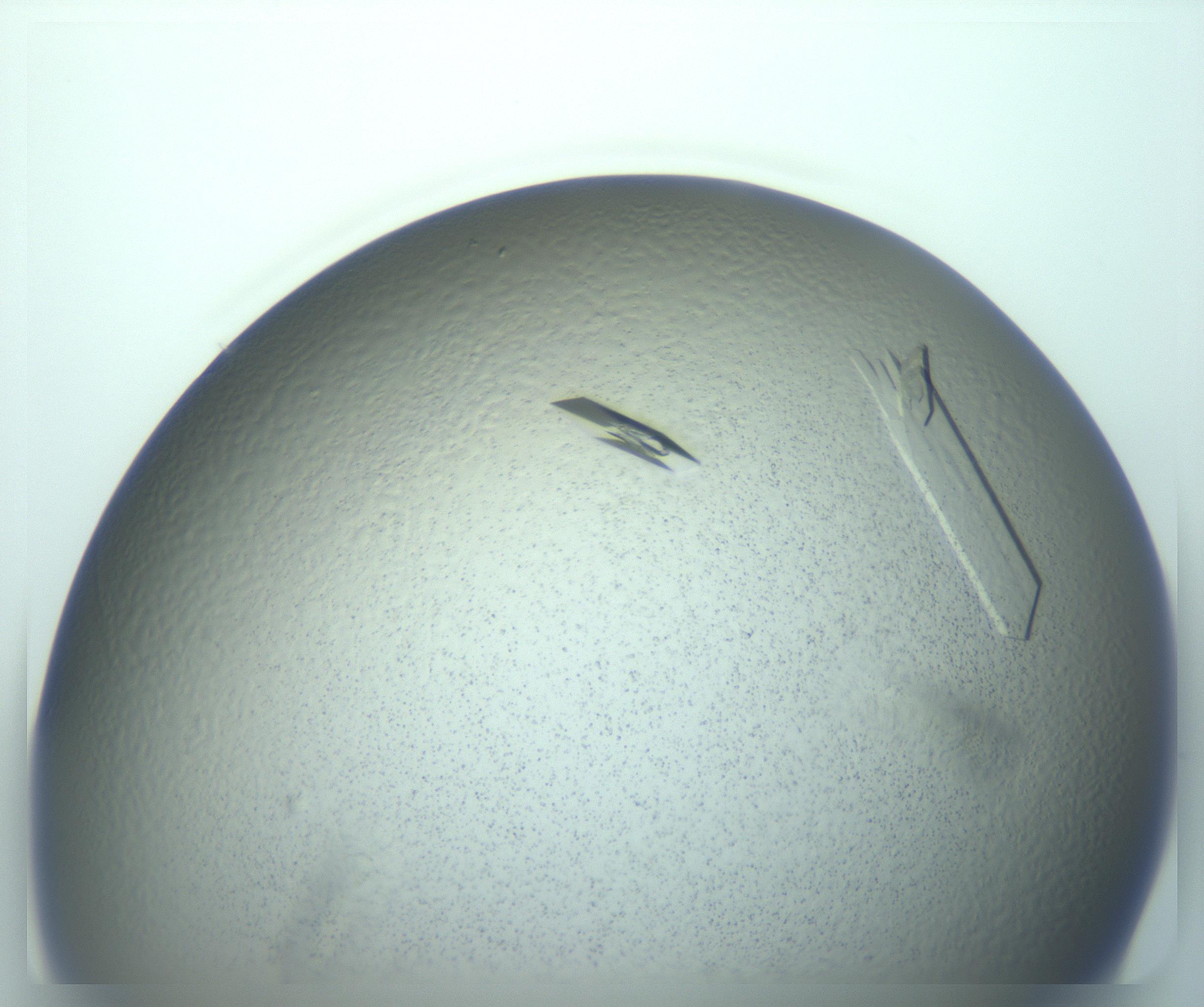 RI01_03_000_0212_Proj1_Clon1_MC_0000MC103244_004_170206_01_08_01_00_99_002_001_RAI.jpg