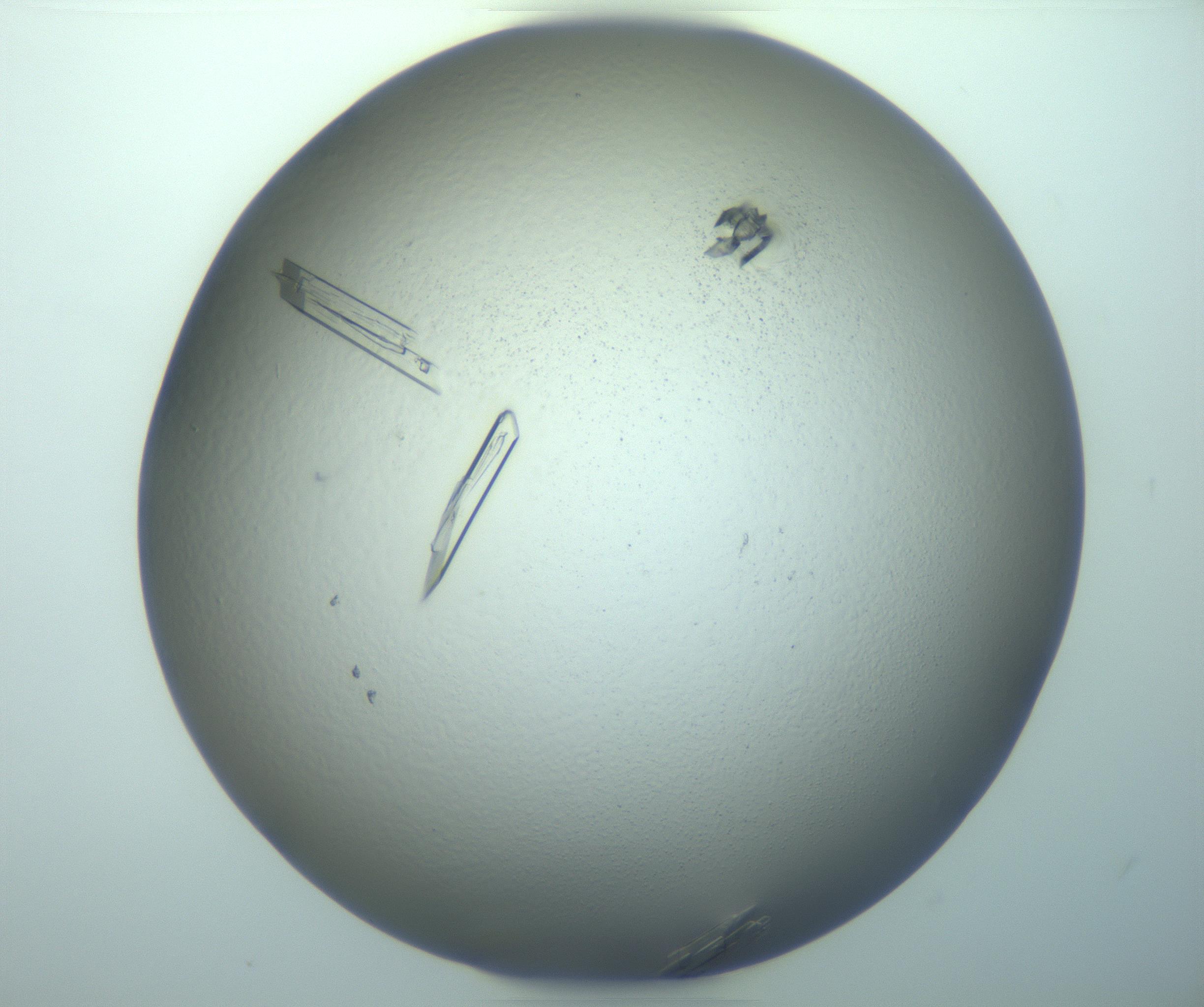 RI01_03_000_0212_Proj1_Clon1_MC_0000MC103244_004_170206_01_08_02_00_99_002_001_RAI.jpg