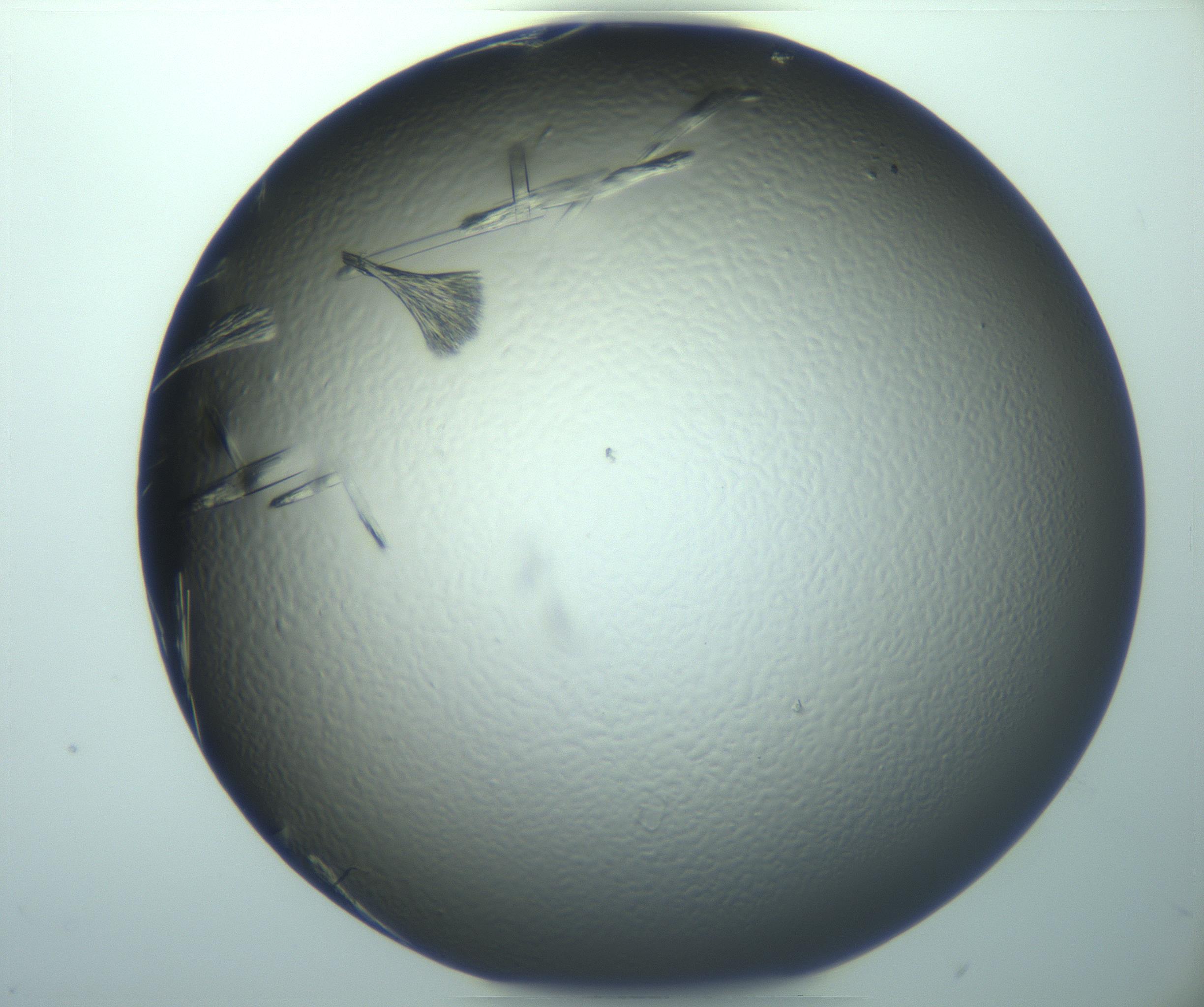 RI01_03_000_0212_Proj1_Clon1_MC_0000MC103244_004_170206_02_02_02_00_99_002_001_RAI.jpg