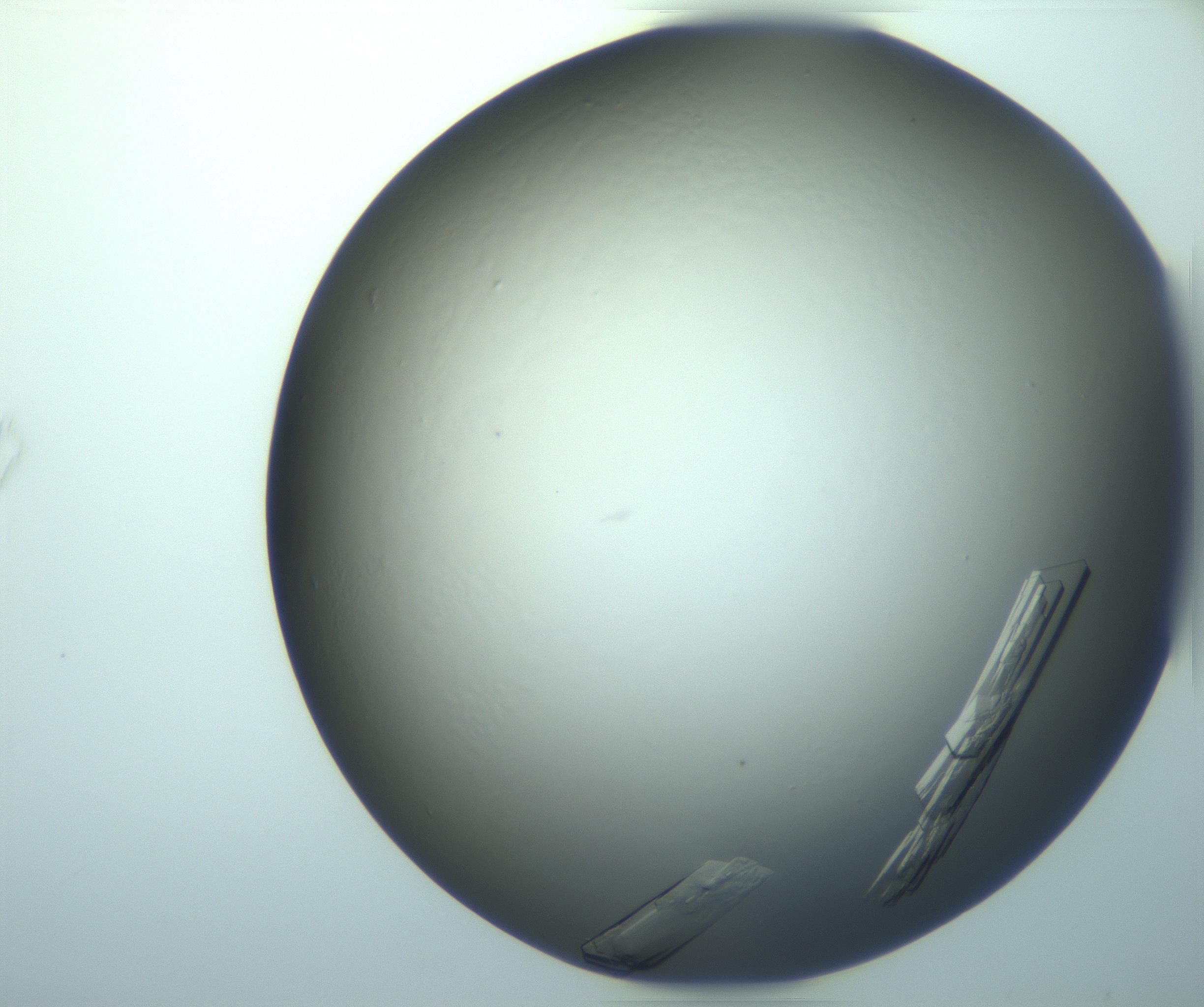 RI01_03_000_0212_Proj1_Clon1_MC_0000MC103244_004_170206_02_04_01_00_99_002_001_RAI.jpg