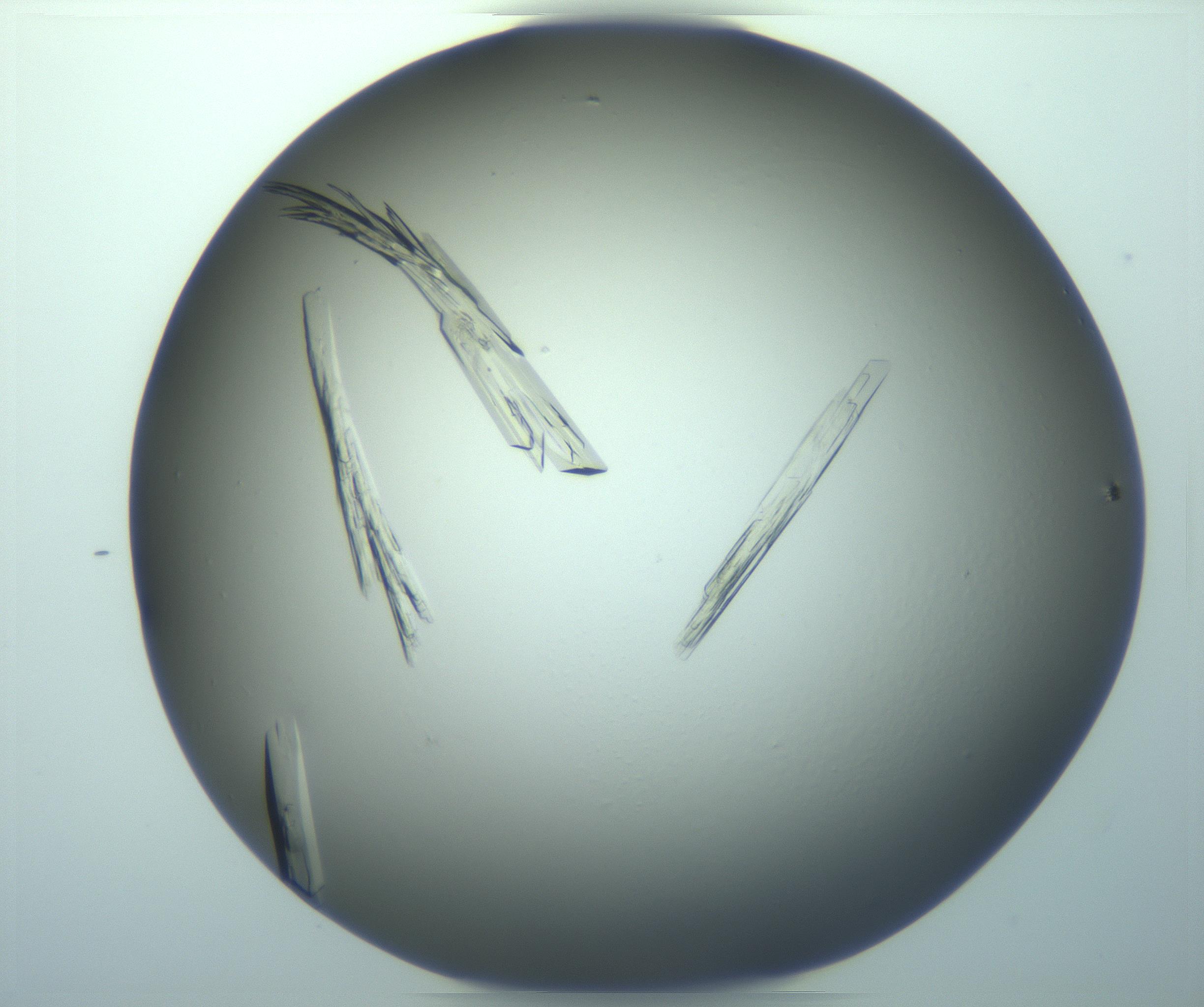RI01_03_000_0212_Proj1_Clon1_MC_0000MC103244_004_170206_02_04_02_00_99_002_001_RAI.jpg