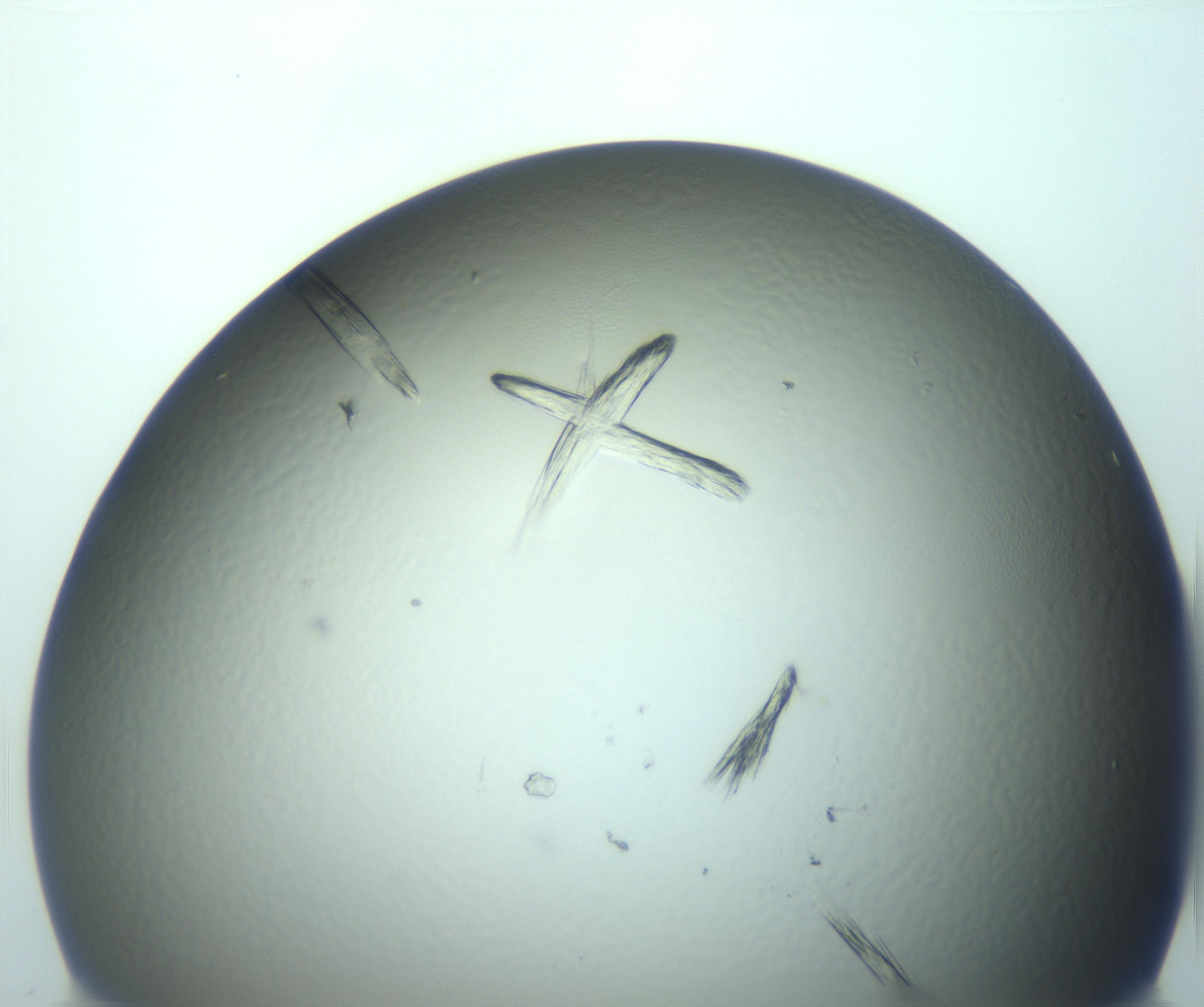 RI01_03_000_0212_Proj1_Clon1_MC_0000MC103244_004_170206_02_07_02_00_99_002_001_RAI.jpg