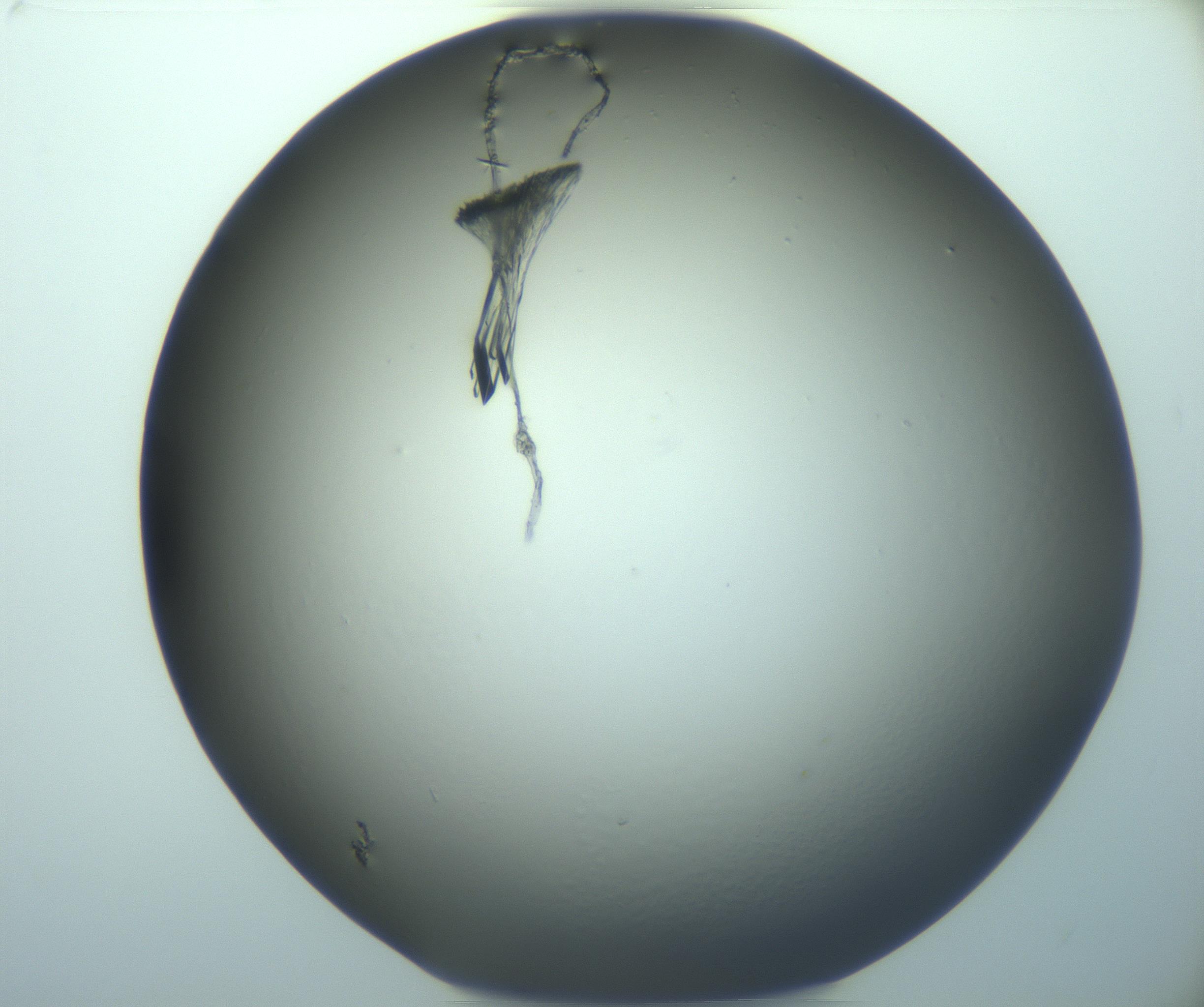 RI01_03_000_0212_Proj1_Clon1_MC_0000MC103244_004_170206_03_03_02_00_99_002_001_RAI.jpg