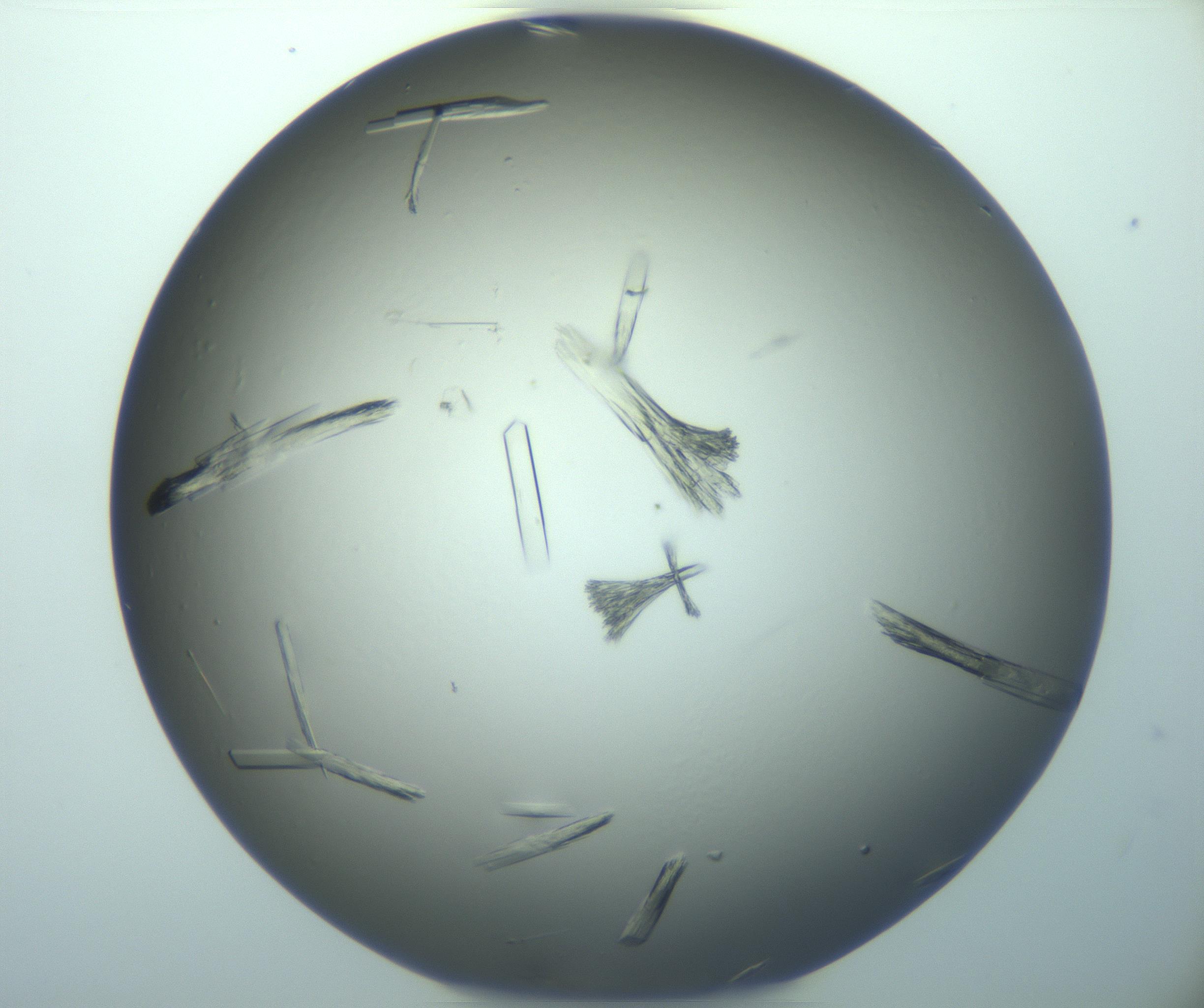 RI01_03_000_0212_Proj1_Clon1_MC_0000MC103244_004_170206_04_03_02_00_99_002_001_RAI.jpg