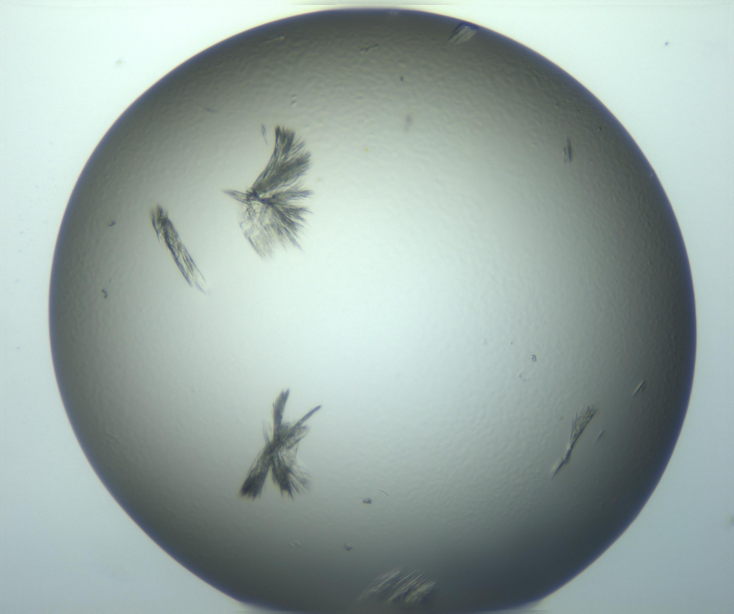 RI01_03_000_0212_Proj1_Clon1_MC_0000MC103244_004_170206_05_03_02_00_99_002_001_RAI.jpg