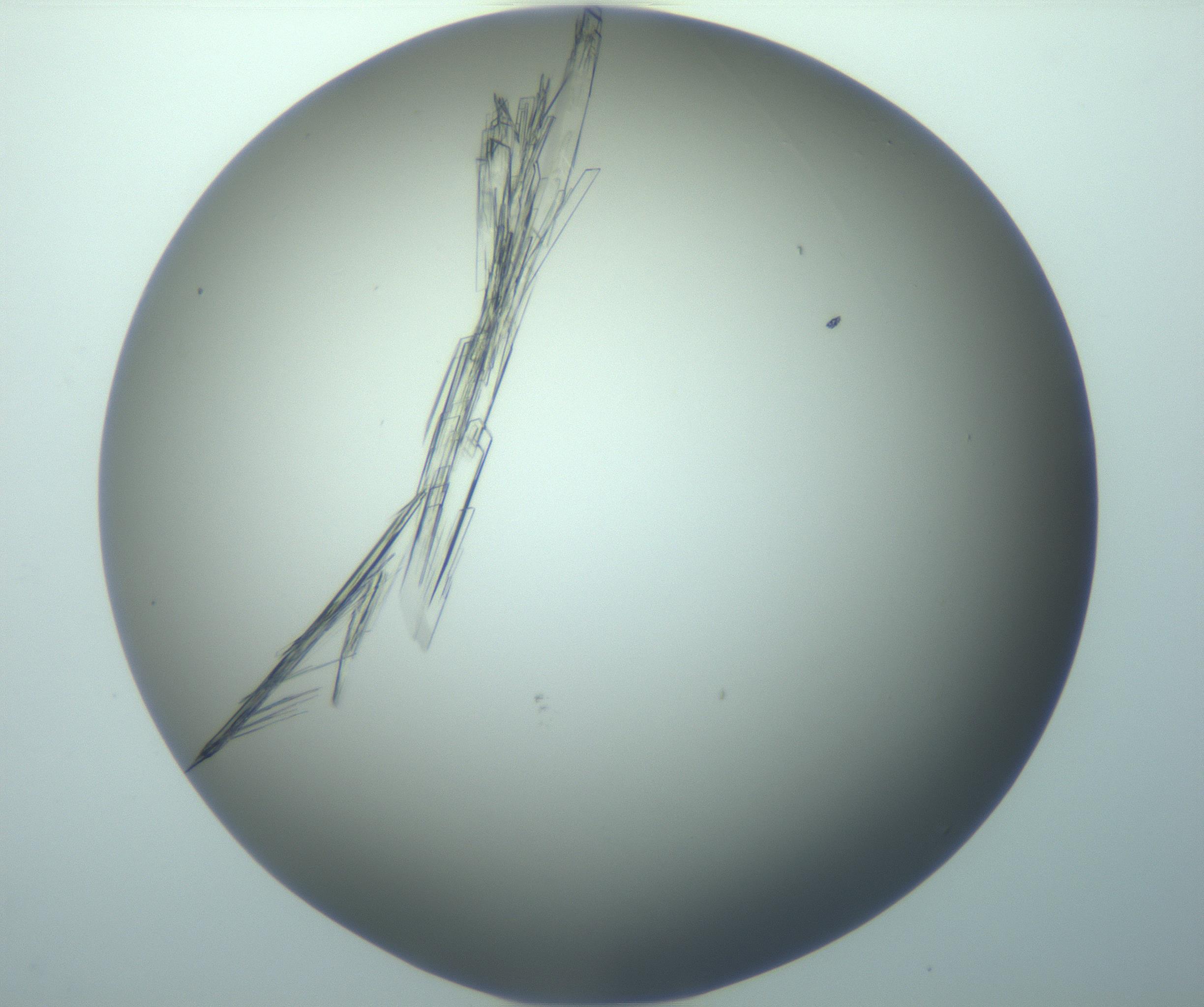 RI01_03_000_0212_Proj1_Clon1_MC_0000MC103244_004_170206_07_03_02_00_99_002_001_RAI.jpg