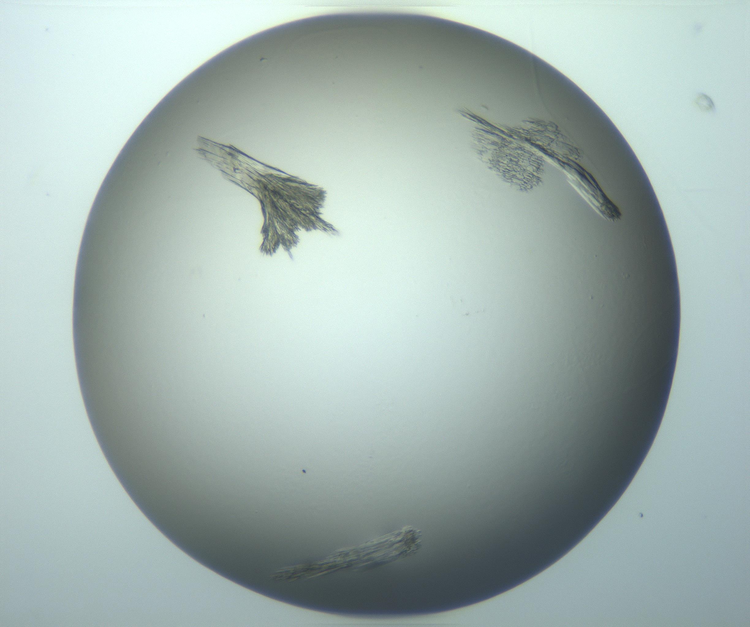 RI01_03_000_0212_Proj1_Clon1_MC_0000MC103244_004_170206_08_06_01_00_99_002_001_RAI.jpg