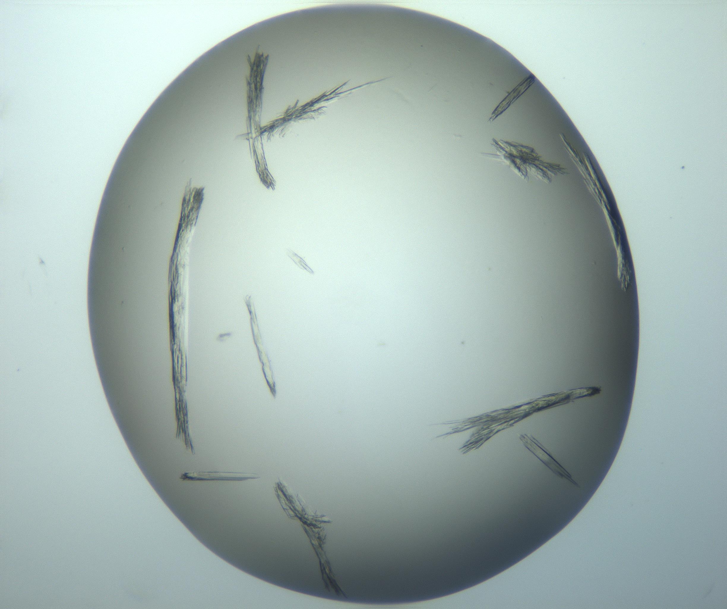 RI01_03_000_0212_Proj1_Clon1_MC_0000MC103244_004_170206_08_06_02_00_99_002_001_RAI.jpg