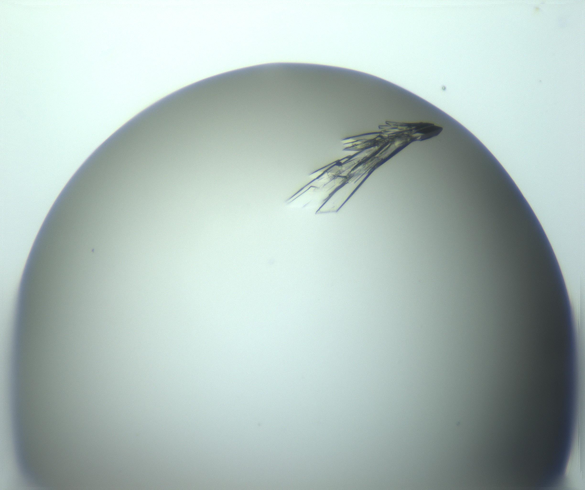 RI01_03_000_0212_Proj1_Clon1_MC_0000MC103244_004_170206_08_08_01_00_99_002_001_RAI.jpg