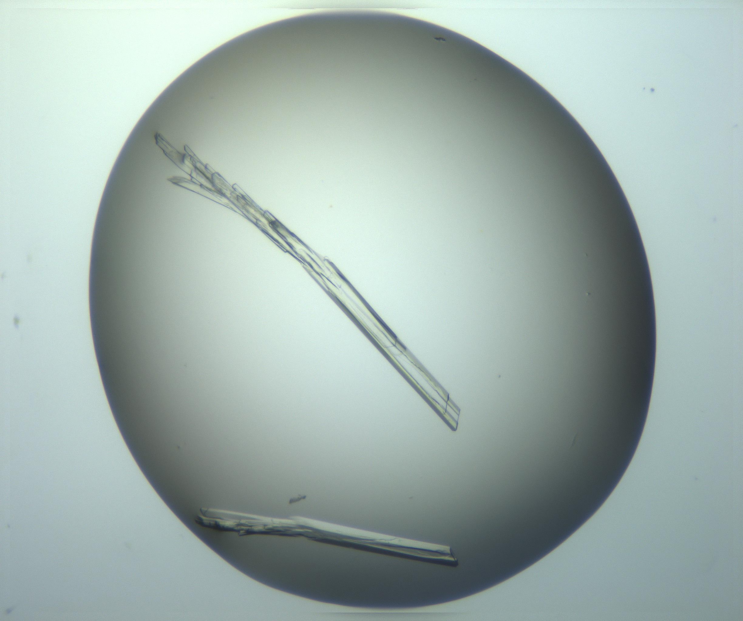 RI01_03_000_0212_Proj1_Clon1_MC_0000MC103244_004_170206_08_08_02_00_99_002_001_RAI.jpg