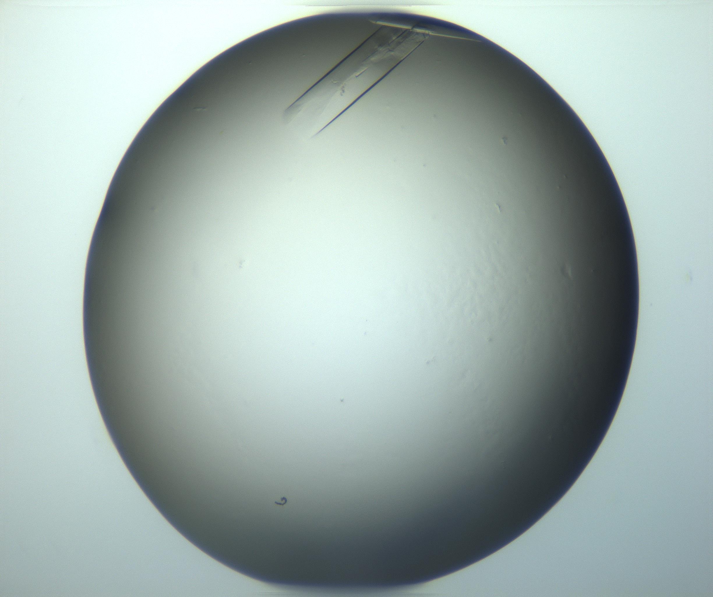 RI01_03_000_0212_Proj1_Clon1_MC_0000MC103244_004_170206_09_05_02_00_99_002_001_RAI.jpg