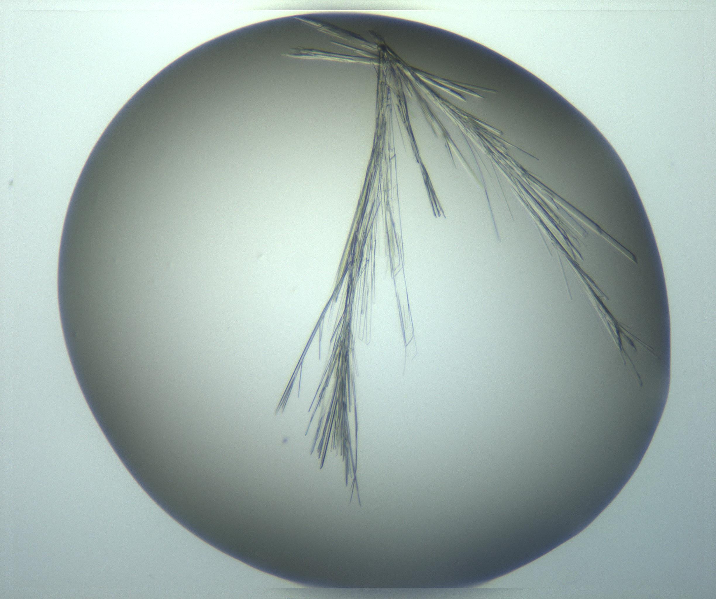 RI01_03_000_0212_Proj1_Clon1_MC_0000MC103244_004_170206_10_01_02_00_99_002_001_RAI.jpg