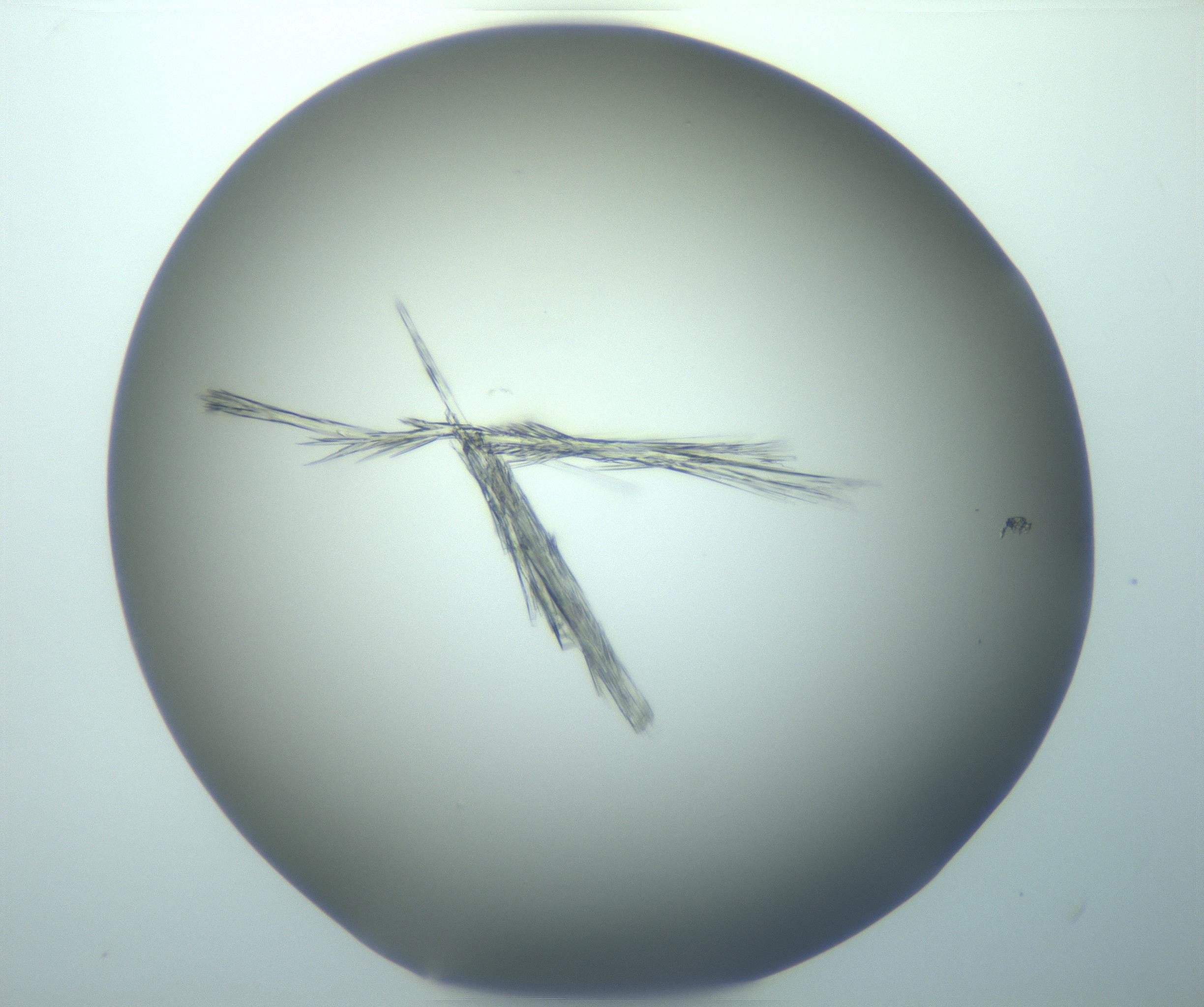 RI01_03_000_0212_Proj1_Clon1_MC_0000MC103244_004_170206_10_04_02_00_99_002_001_RAI.jpg