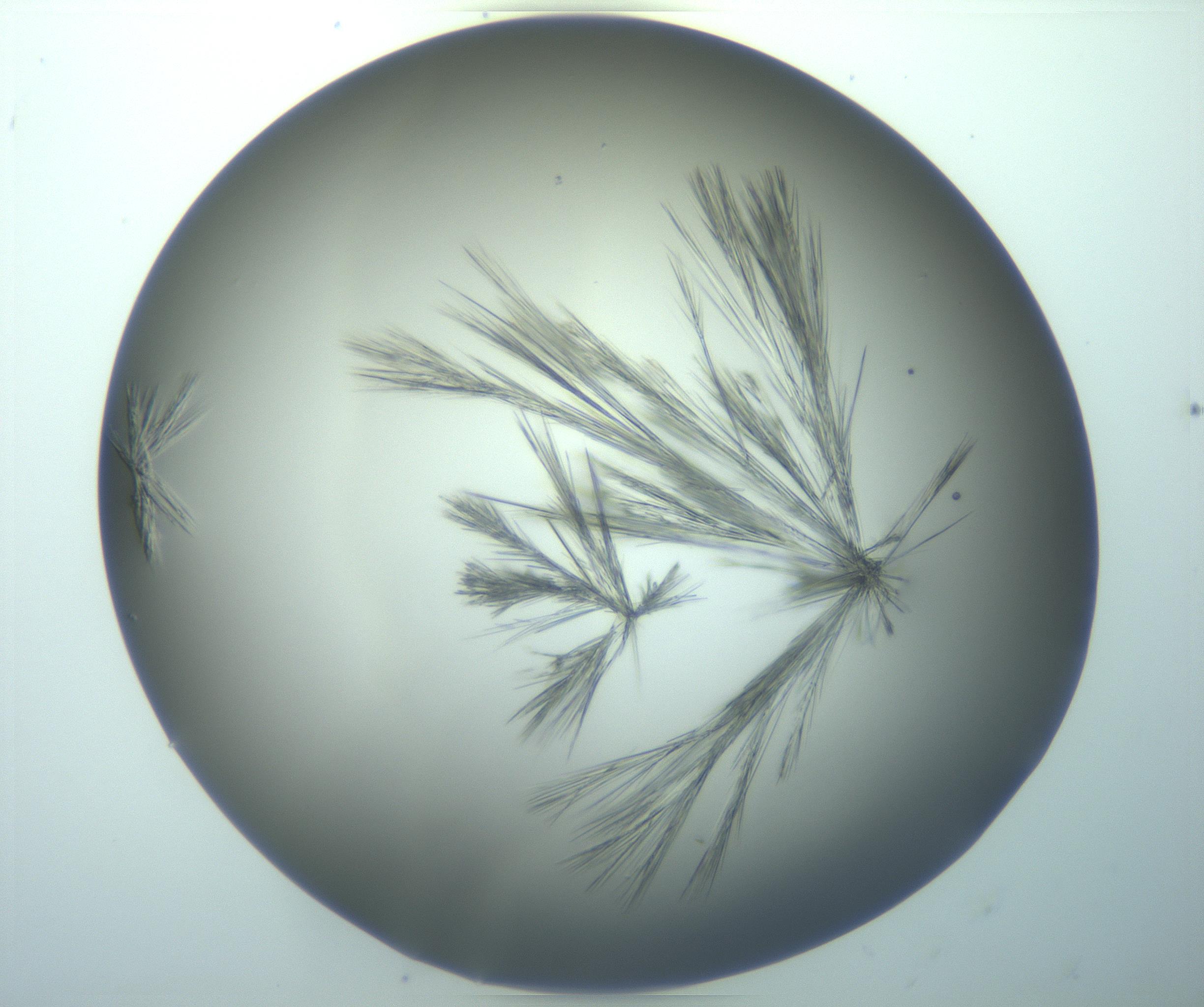 RI01_03_000_0212_Proj1_Clon1_MC_0000MC103244_004_170206_11_03_02_00_99_002_001_RAI.jpg