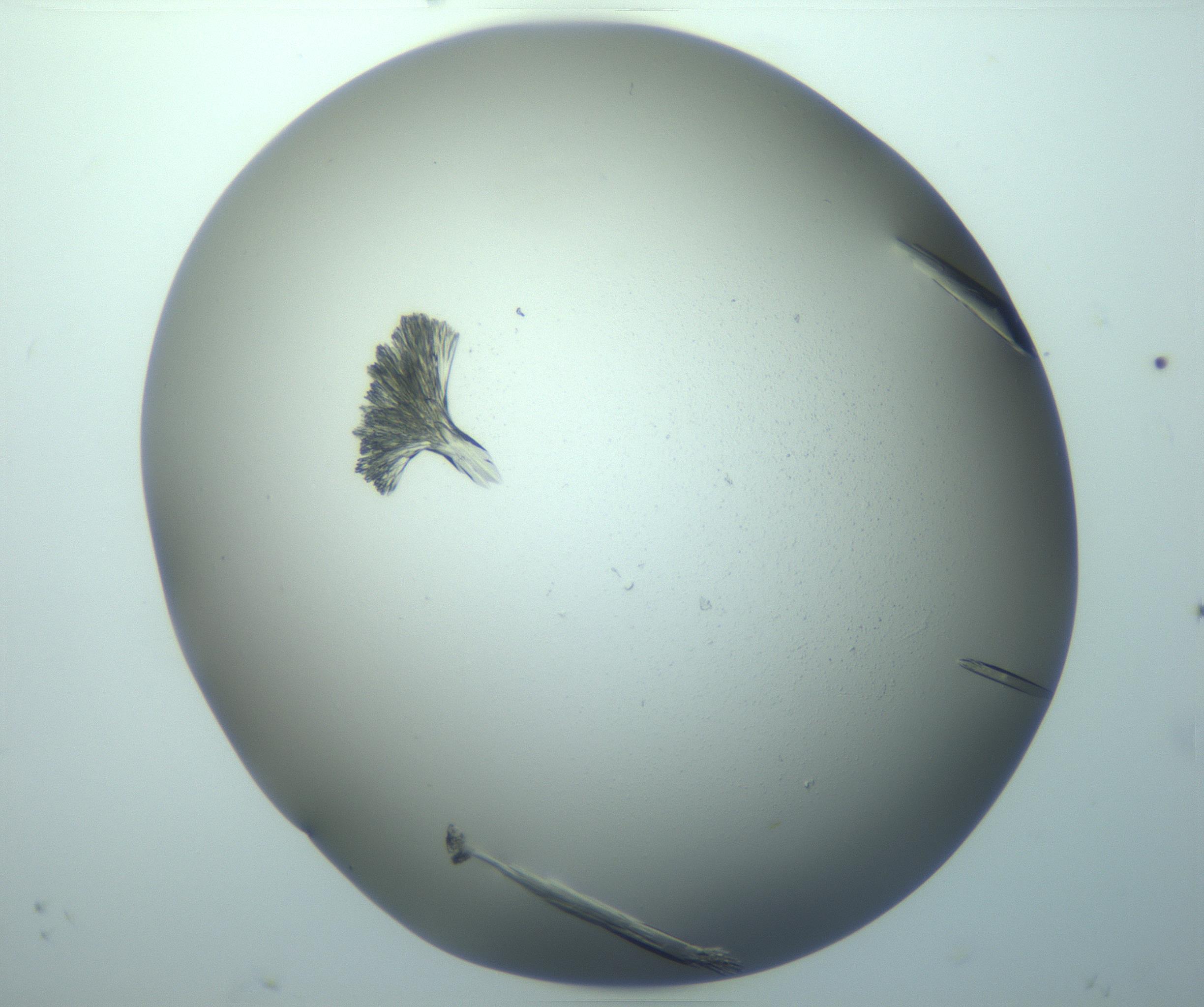 RI01_03_000_0212_Proj1_Clon1_MC_0000MC103244_004_170206_11_08_02_00_99_002_001_RAI.jpg