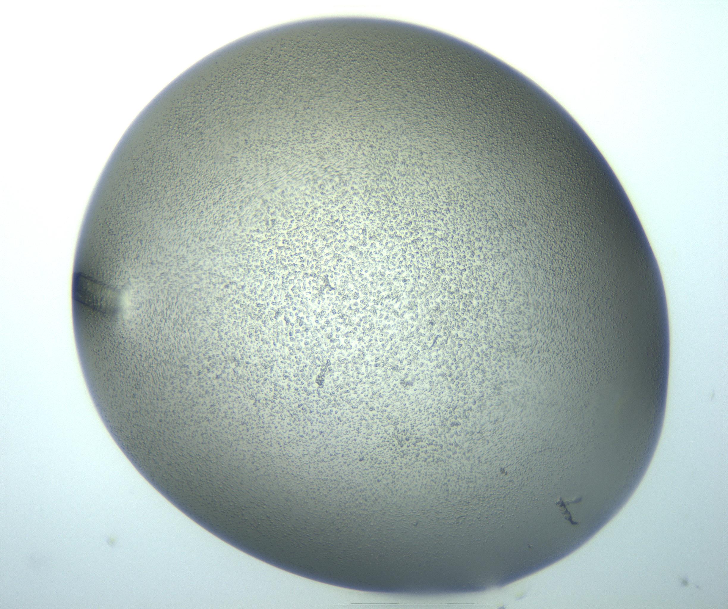 RI01_03_000_0212_Proj1_Clon1_MC_0000MC103244_004_170206_12_02_02_00_99_002_001_RAI.jpg
