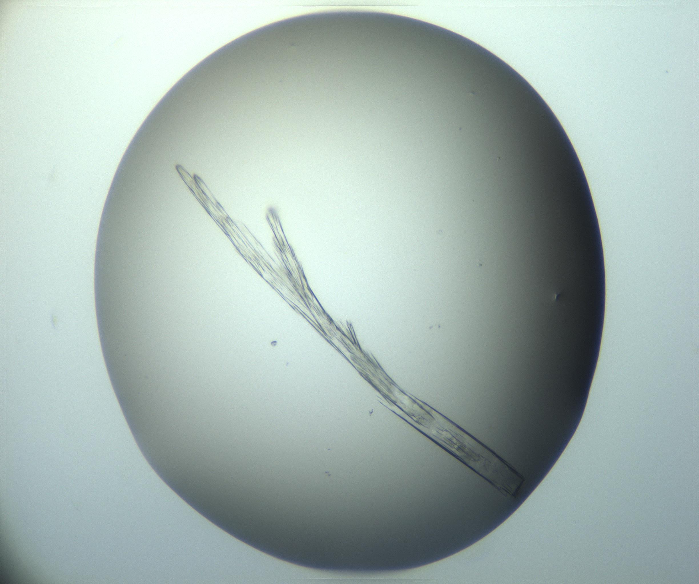 RI01_03_000_0212_Proj1_Clon1_MC_0000MC103244_004_170206_12_08_01_00_99_002_001_RAI.jpg