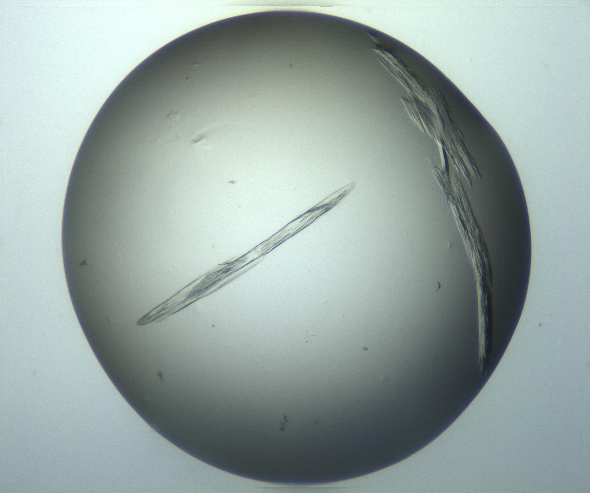 RI01_03_000_0212_Proj1_Clon1_MC_0000MC103244_004_170206_12_08_02_00_99_002_001_RAI.jpg