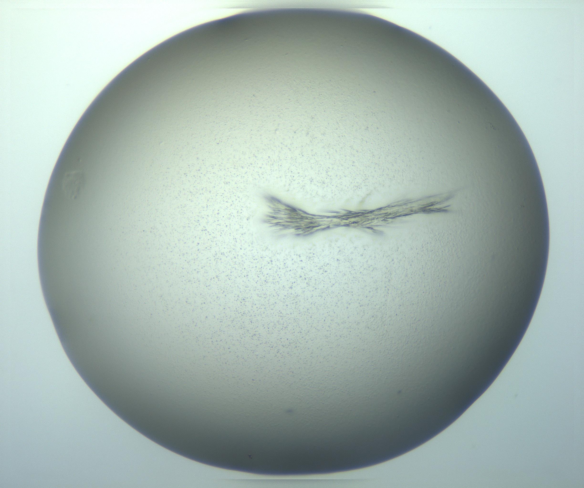 RI01_03_000_0212_Proj1_Clon1_MC_0000MC103244_006_170211_01_05_02_00_99_002_001_RAI.jpg