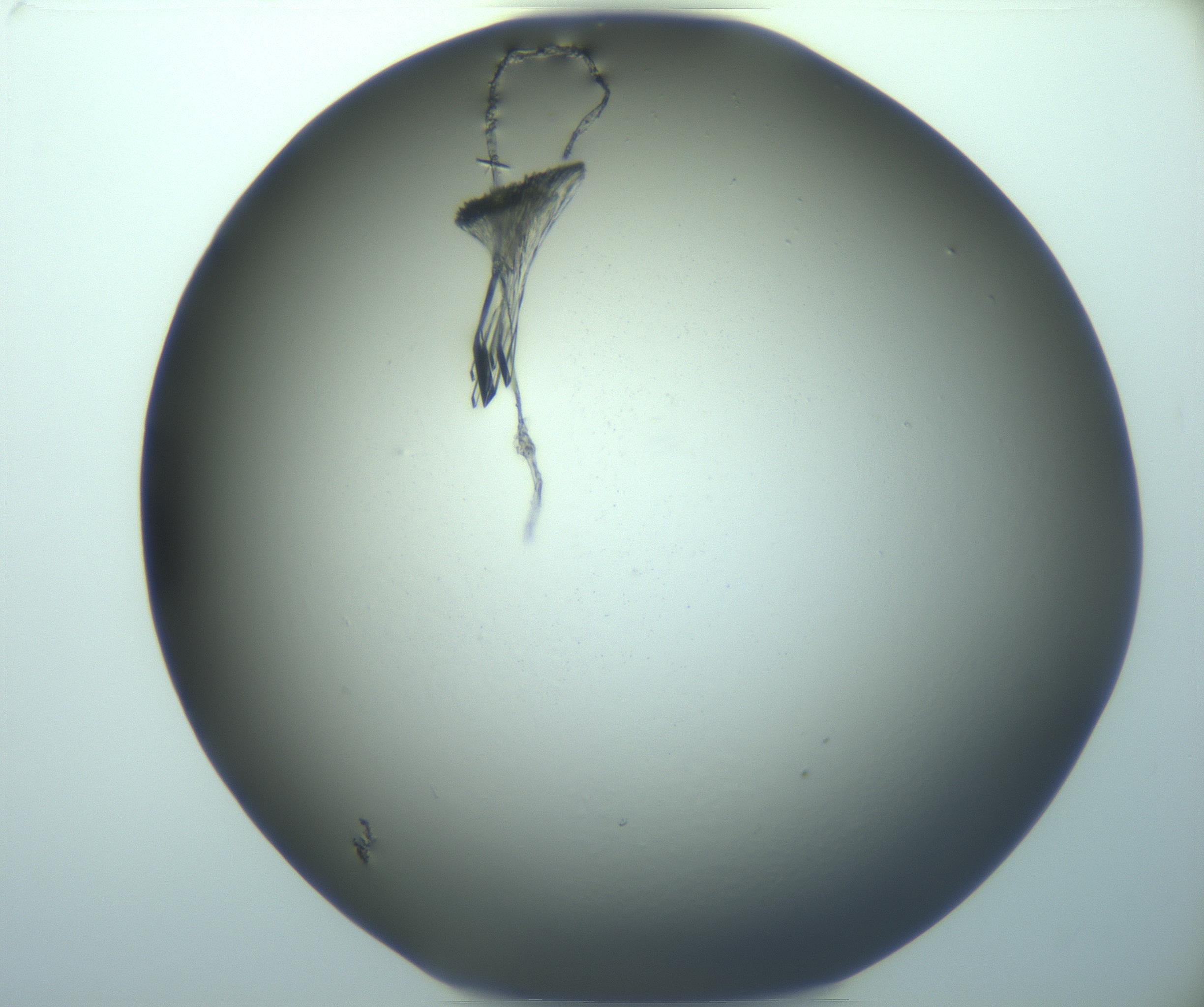 RI01_03_000_0212_Proj1_Clon1_MC_0000MC103244_006_170211_03_03_02_00_99_002_001_RAI.jpg