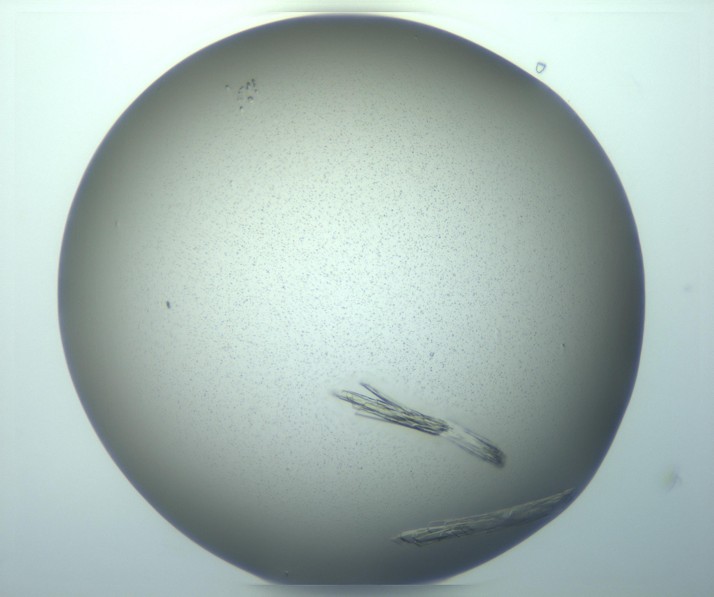RI01_03_000_0212_Proj1_Clon1_MC_0000MC103244_006_170211_09_02_01_00_99_002_001_RAI.jpg