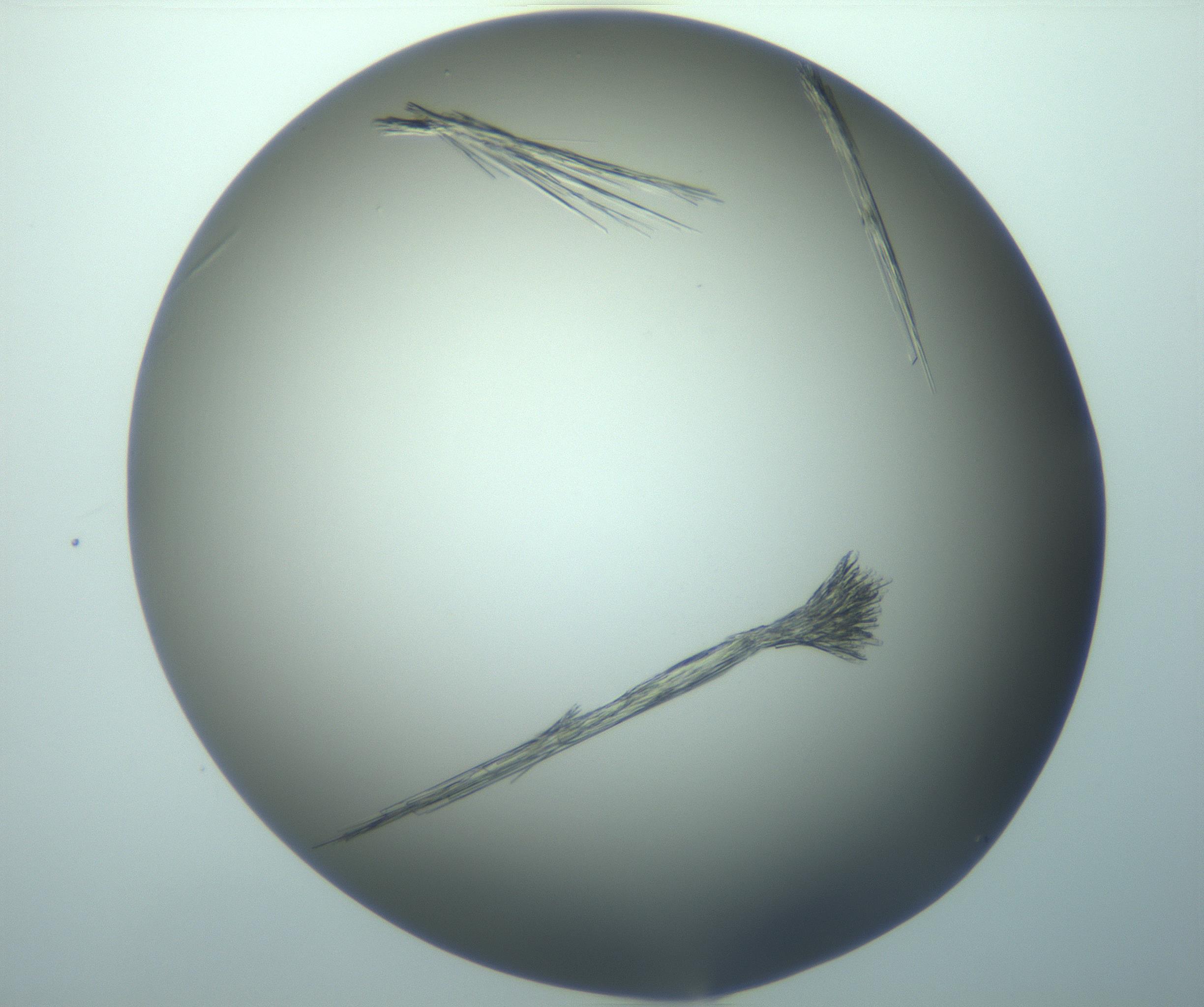RI01_03_000_0212_Proj1_Clon1_MC_0000MC103244_006_170211_09_02_02_00_99_002_001_RAI.jpg