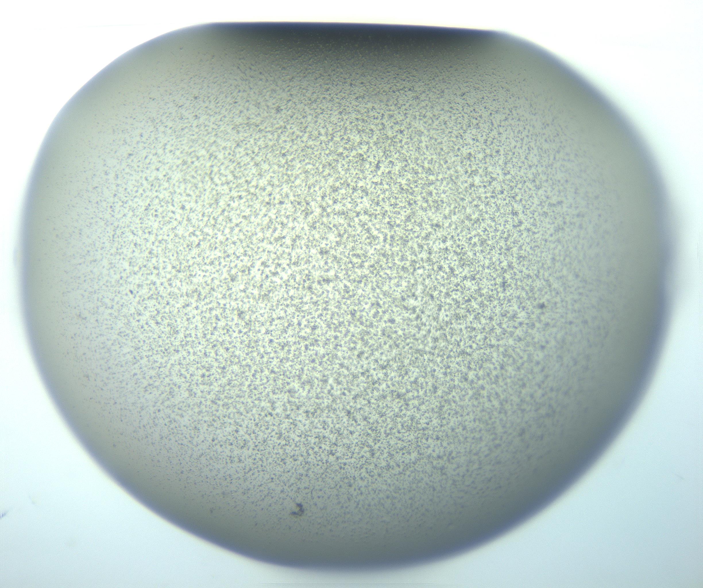 RI01_03_000_0212_Proj1_Clon1_MC_0000MC103244_006_170211_11_01_01_00_99_002_001_RAI.jpg